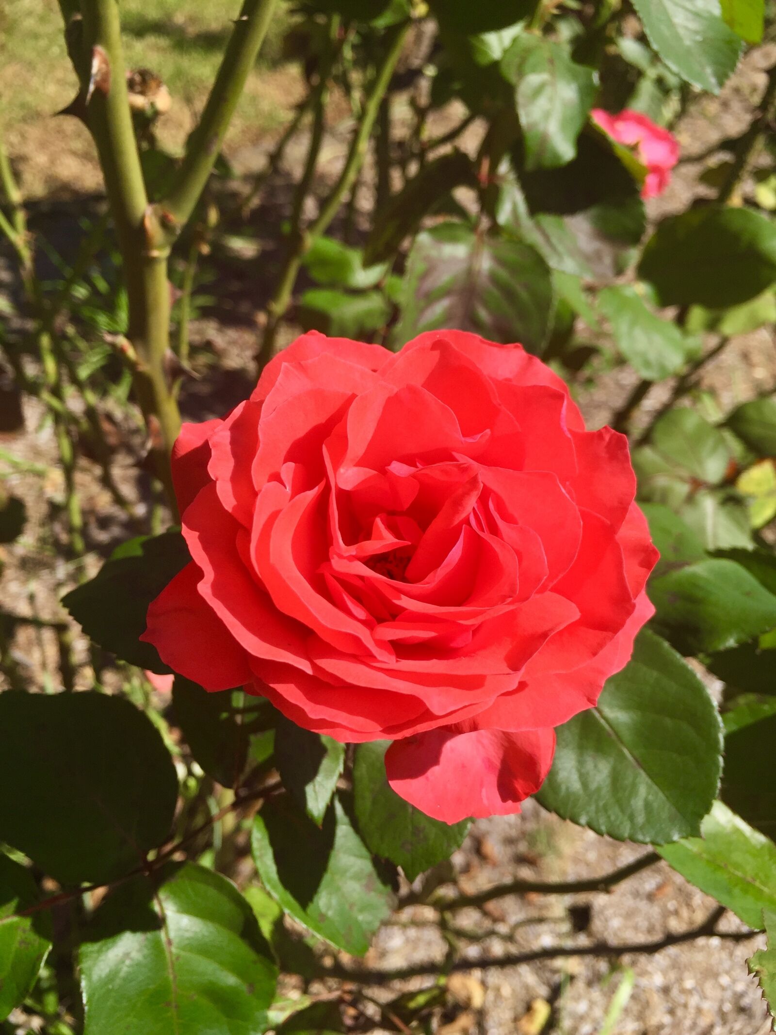 iPhone 6 Plus back camera 4.15mm f/2.2 sample photo. Rose, red, flower photography