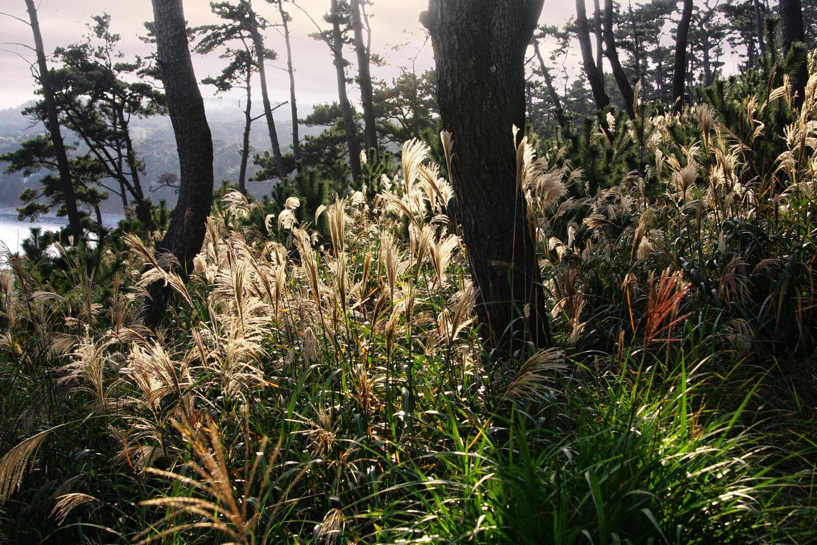 Canon EOS 40D sample photo. Reed, backlight, glow photography