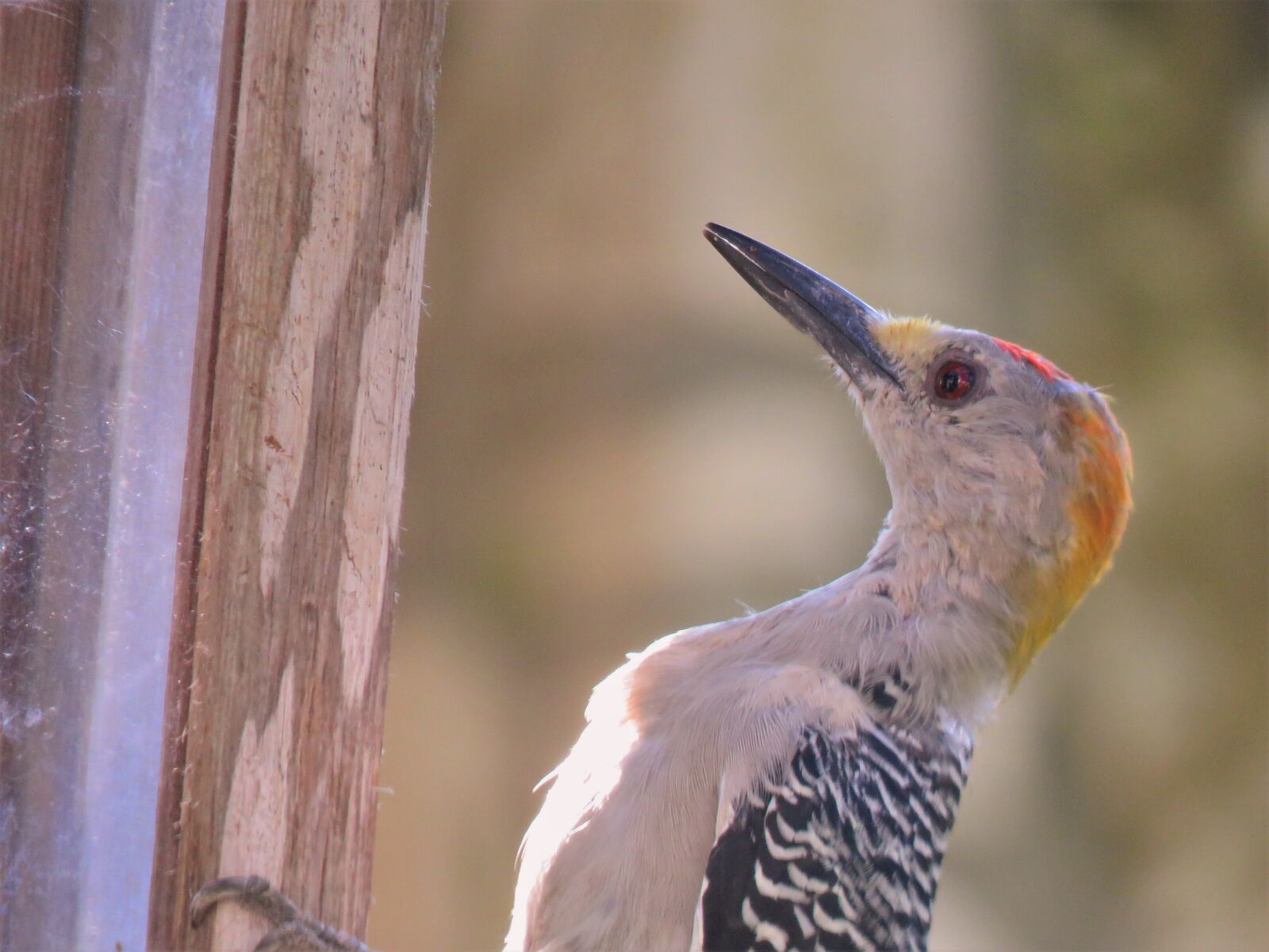 Canon PowerShot SX60 HS sample photo. Bird, woodpecker, up close photography
