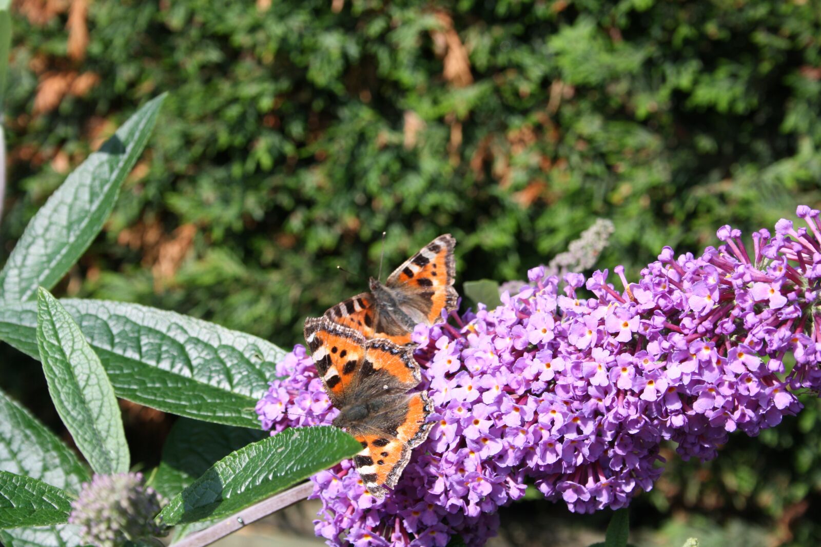 Canon EOS 1000D (EOS Digital Rebel XS / EOS Kiss F) sample photo. Nature, flower, flora photography