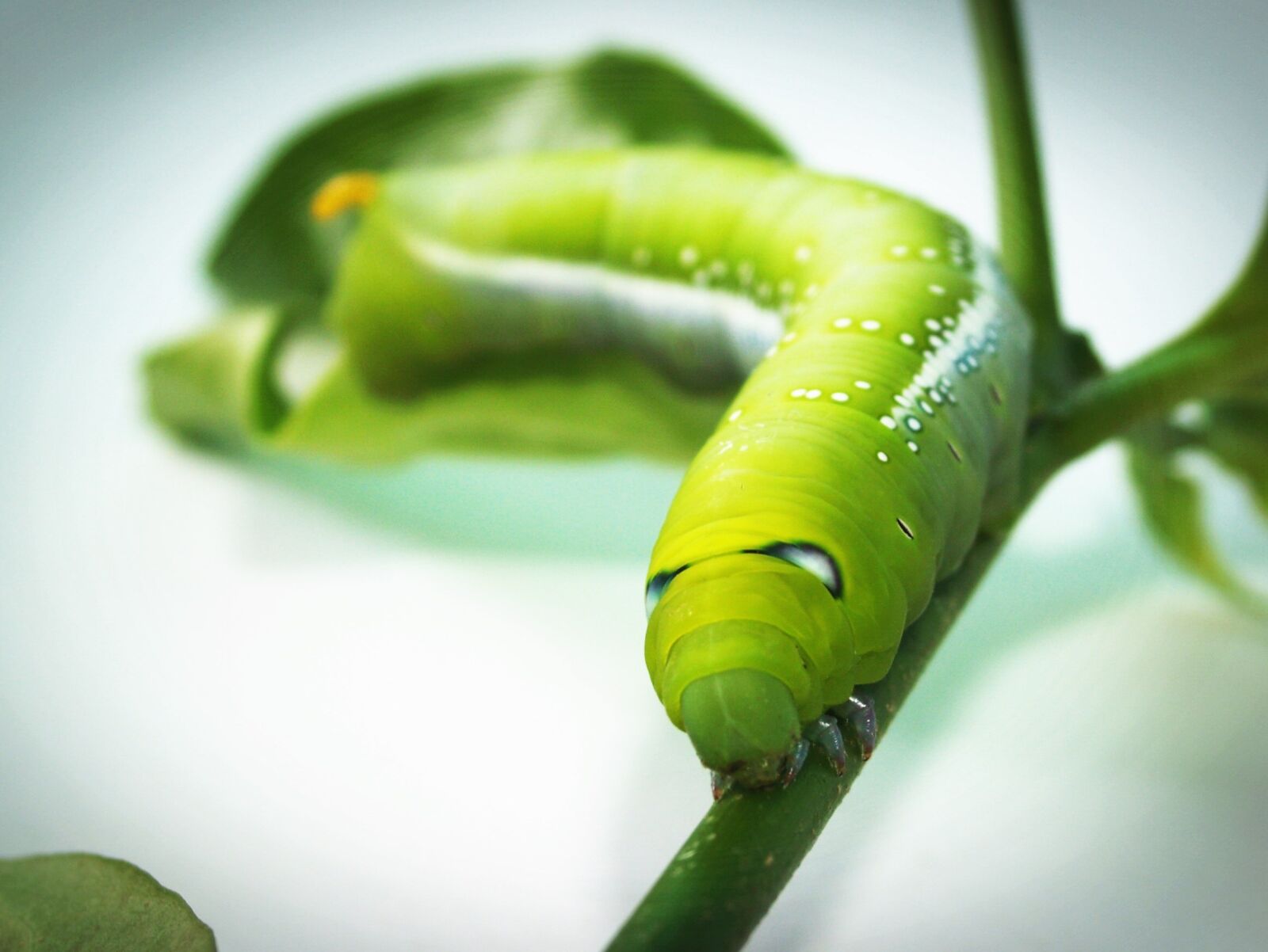 Olympus E-300 (EVOLT E-300) sample photo. Green, worm, closeup photography