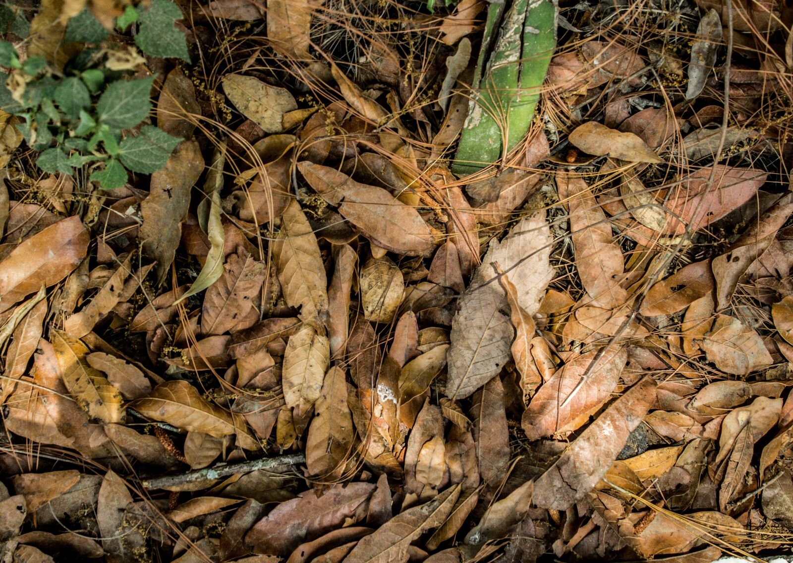 Canon EOS 1200D (EOS Rebel T5 / EOS Kiss X70 / EOS Hi) sample photo. Leaves, soil, background photography