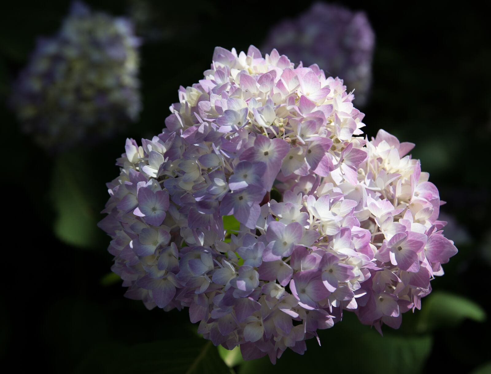 Canon EOS 80D sample photo. Hydrangea, plant, flower photography