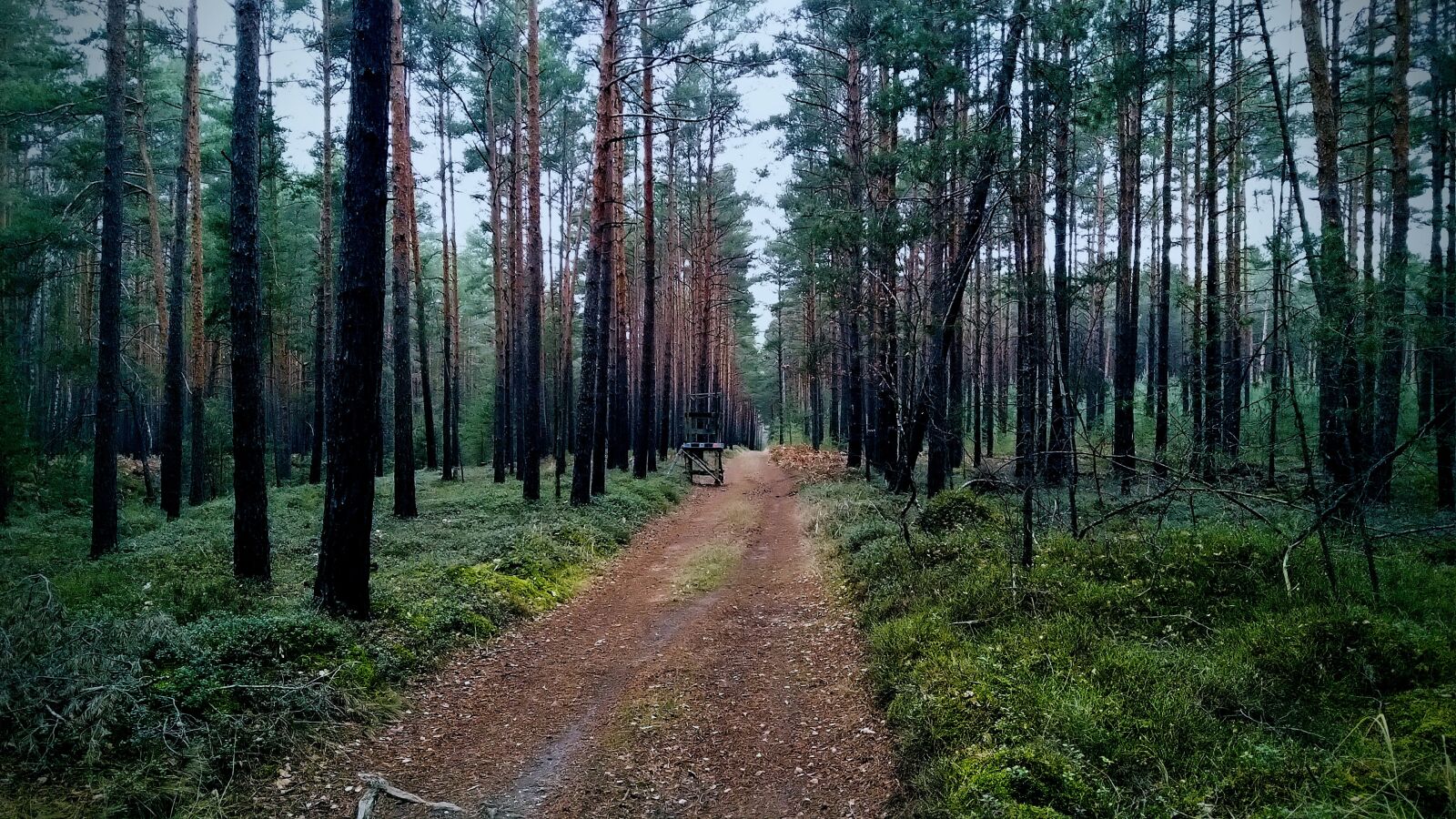 HMD Global Nokia 7 plus sample photo. Forest path, forest, hunter photography