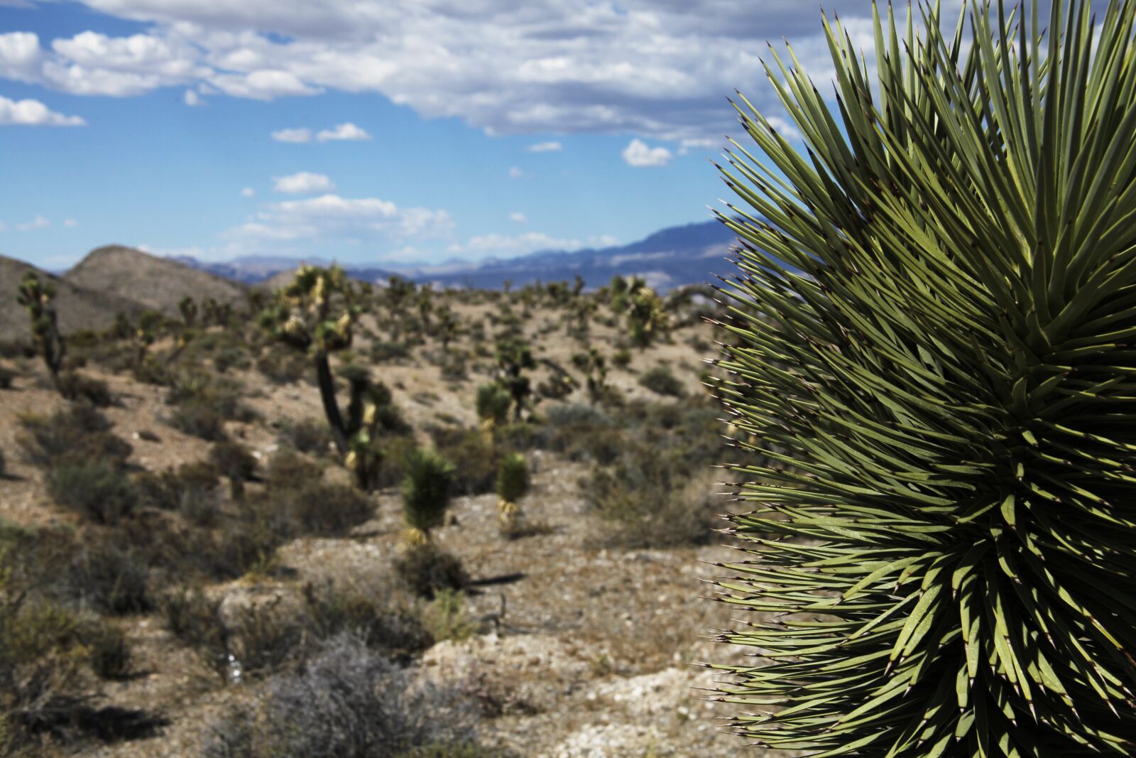Canon EOS 5D Mark II sample photo. Desert, arid, cactus dry photography