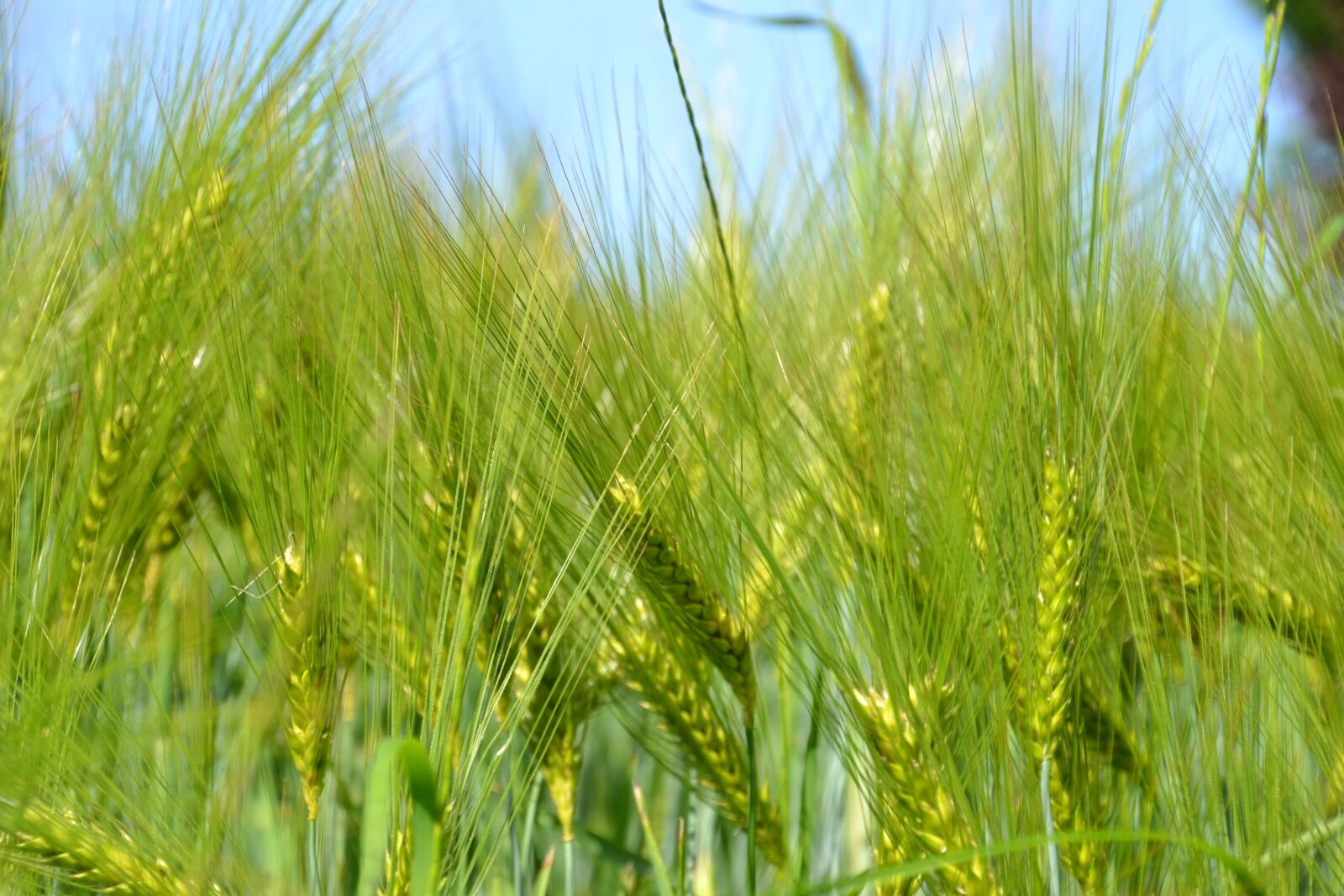 Nikon D3100 sample photo. Field, cereals, agriculture photography