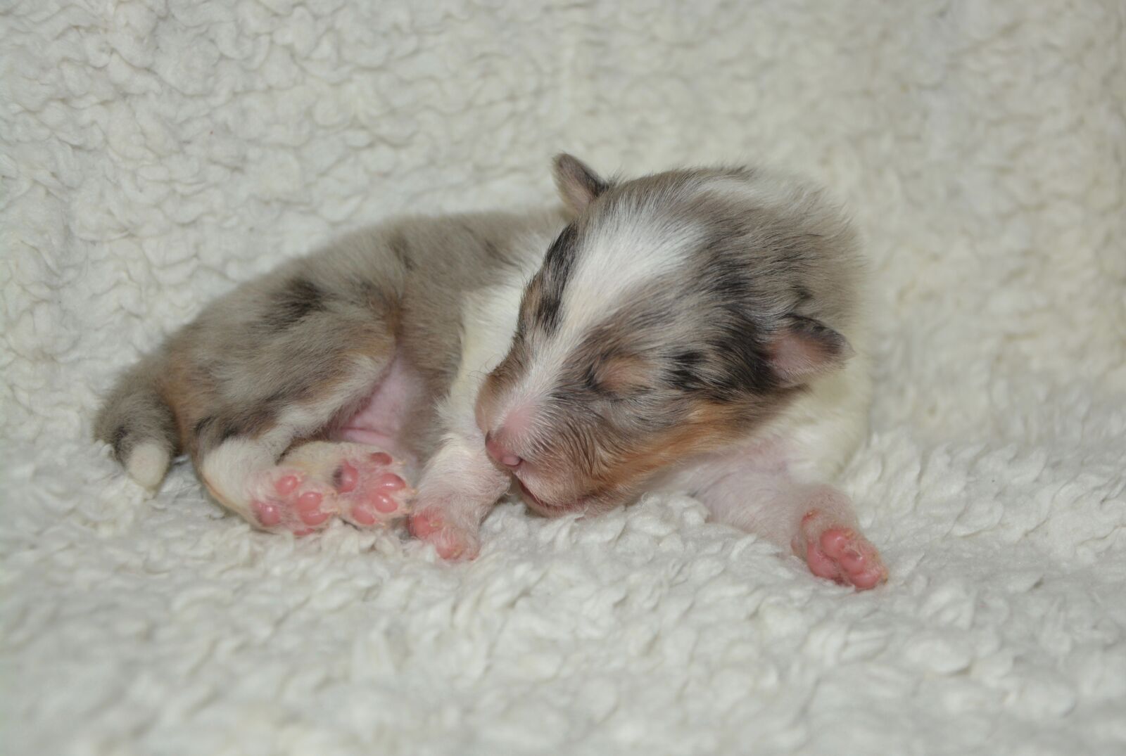 Nikon D5200 sample photo. Puppy, new-born, pup photography