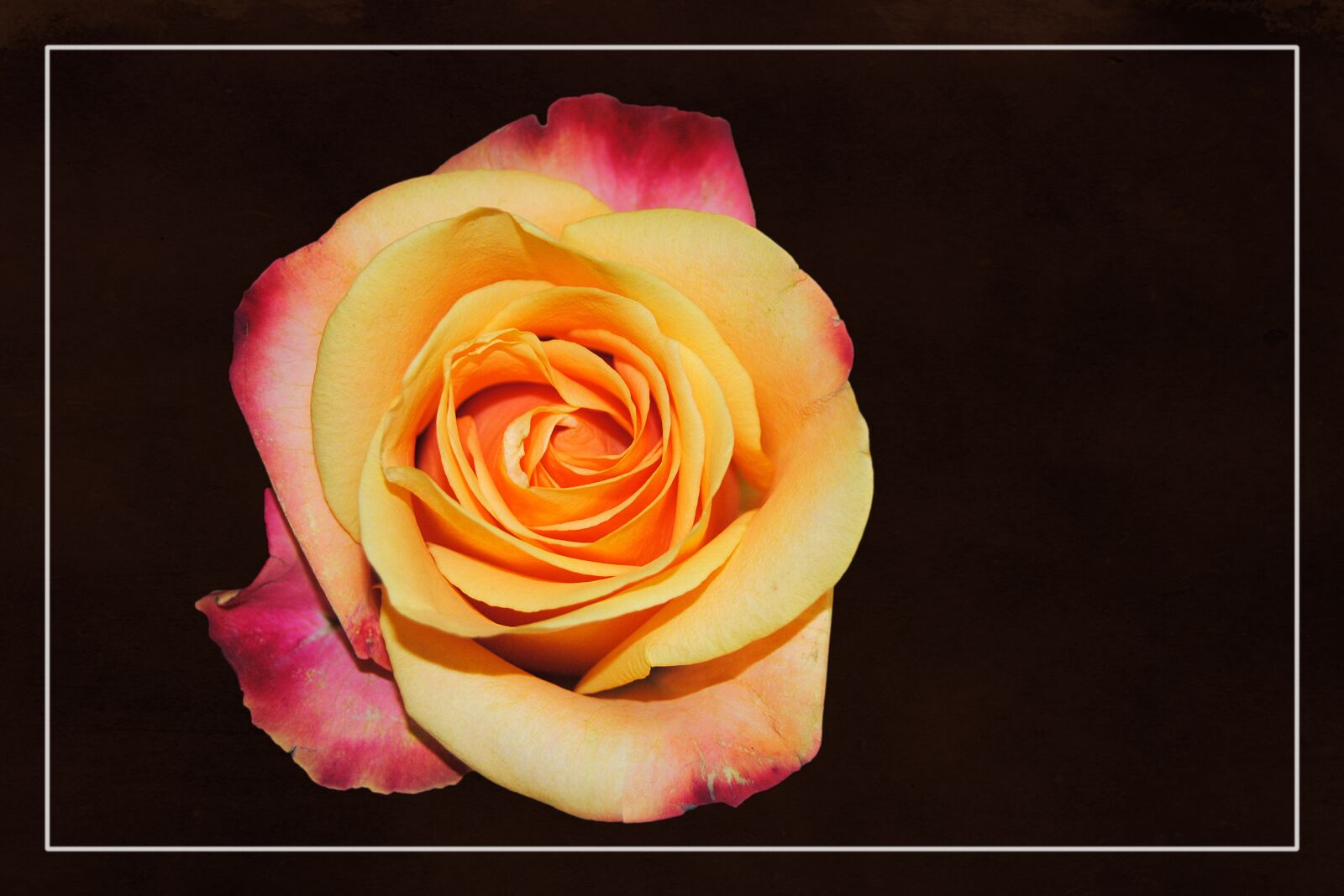 Nikon D3000 sample photo. Rose, floribunda, rose bloom photography