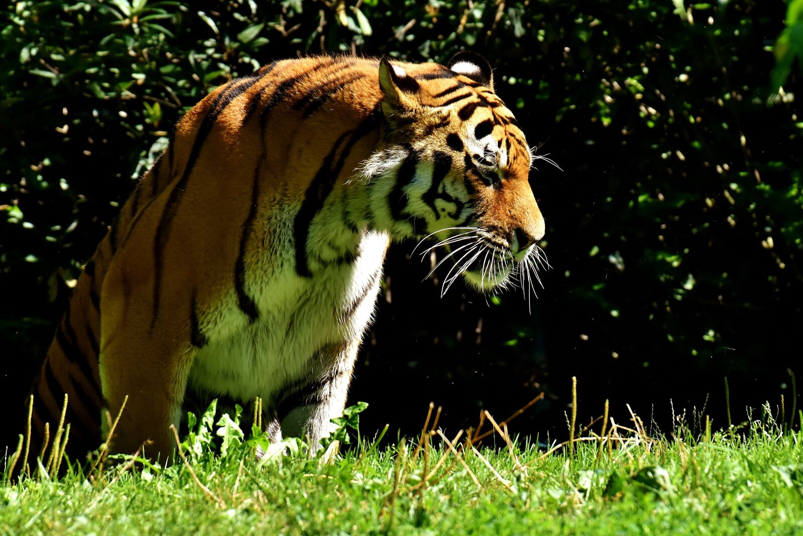 Nikon D7200 sample photo. Tiger, predator, fur photography