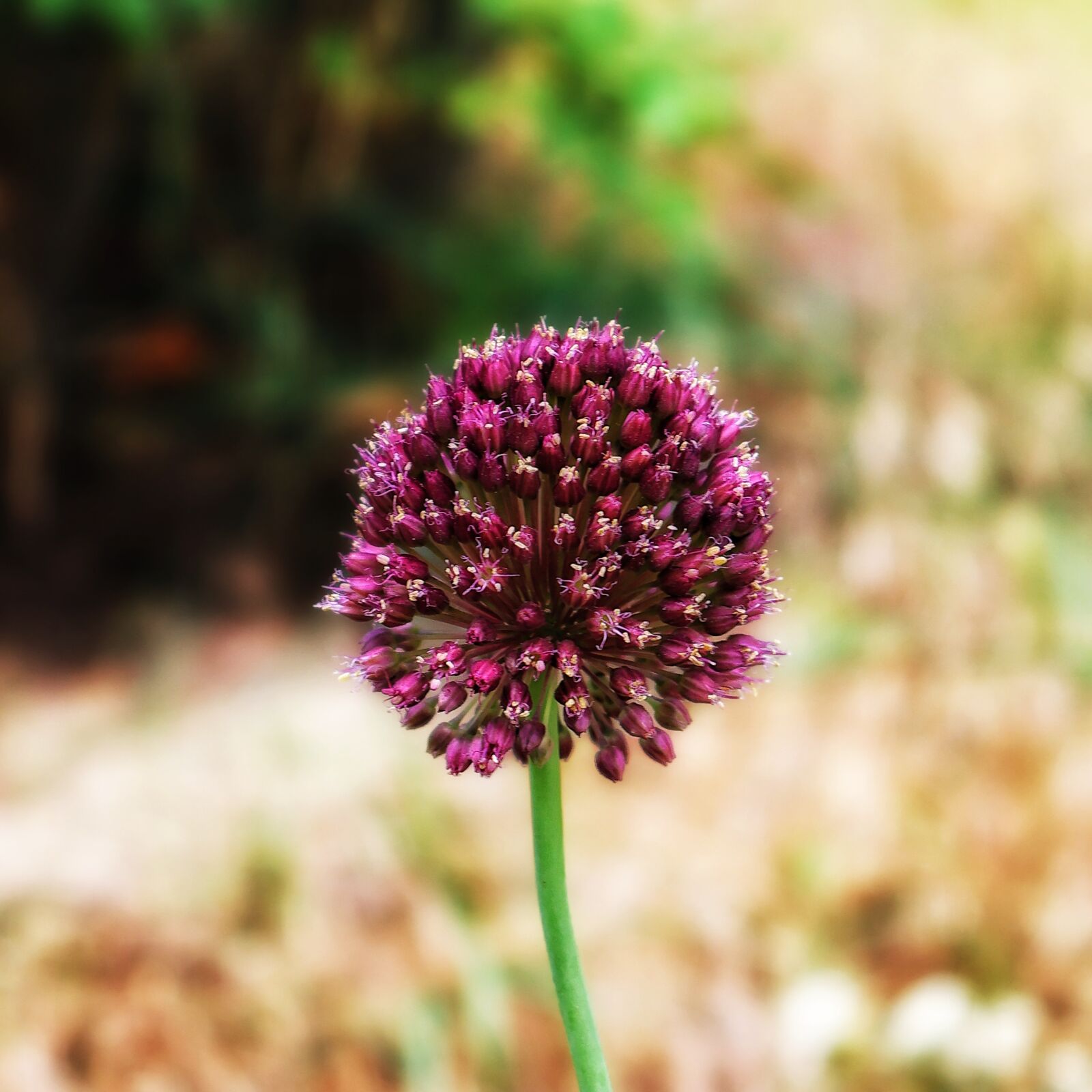 Canon EOS R7 sample photo