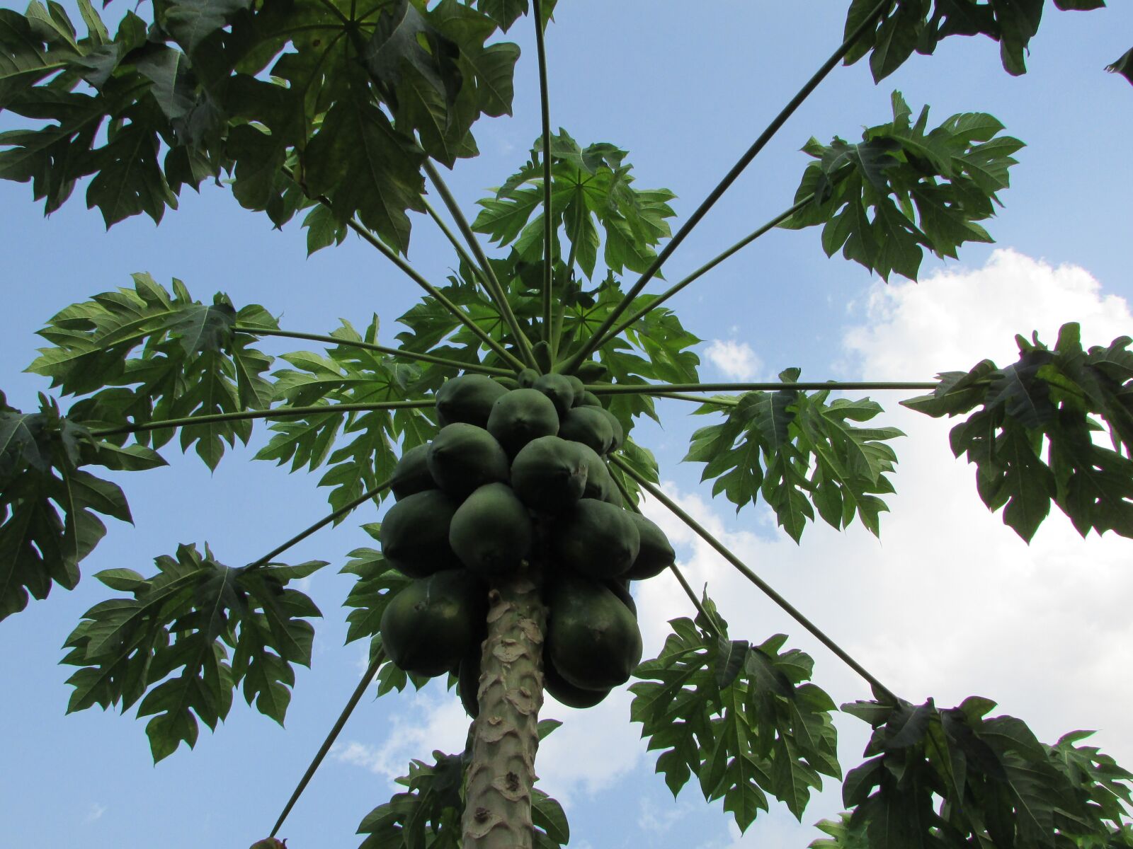 Canon PowerShot SX400 IS sample photo. Papaya, fruit, tree photography