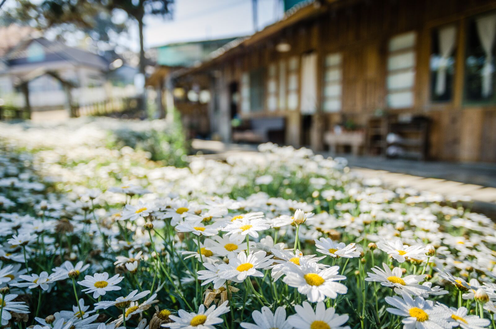 Nikon D7000 sample photo. Flowers, travel, garden photography