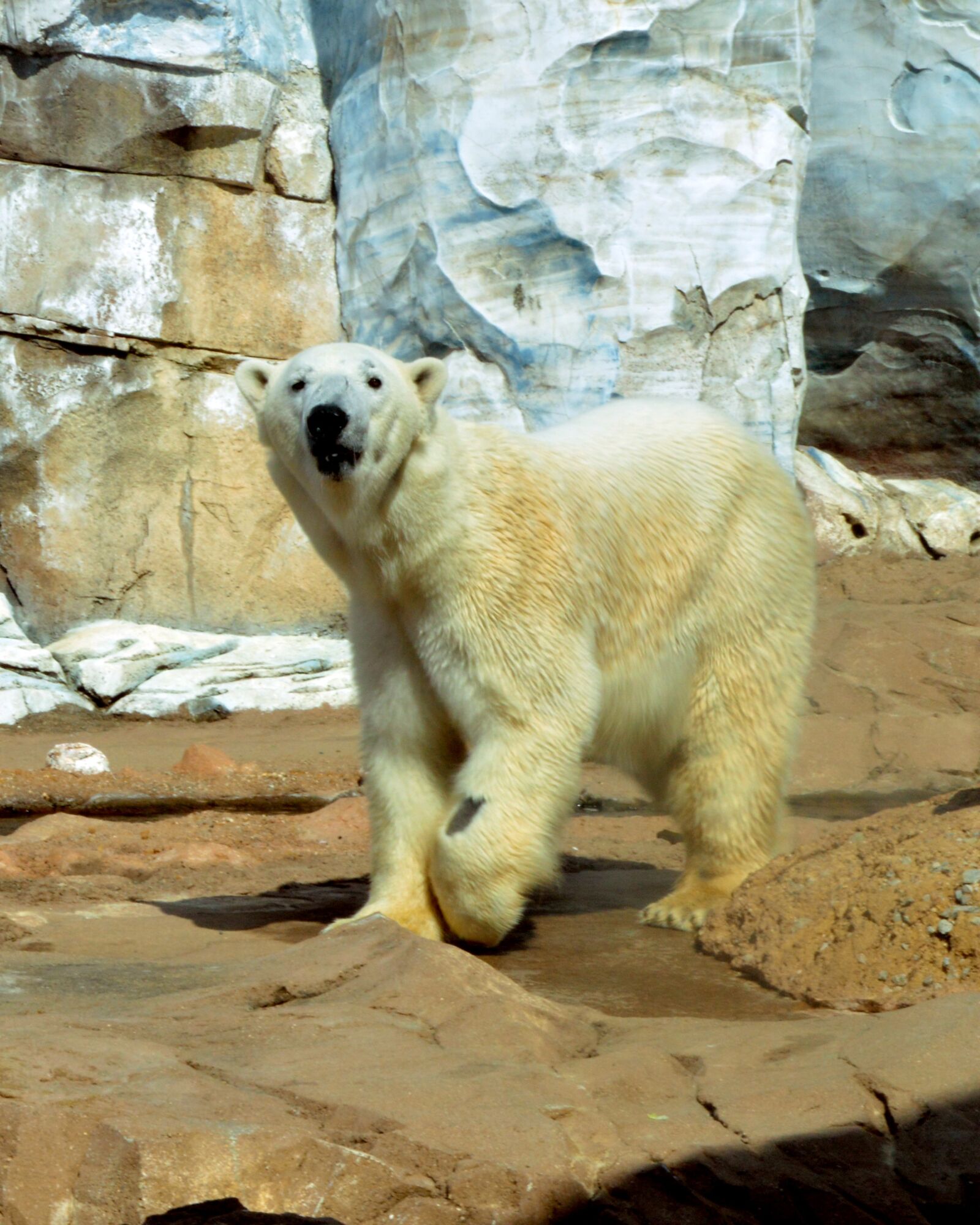Nikon D3200 sample photo. Polar bear, ursus, animal photography