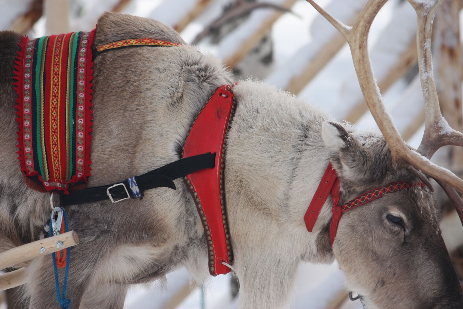 Canon EOS 450D (EOS Rebel XSi / EOS Kiss X2) sample photo. Reindeer, father christmas, rovaniemi photography