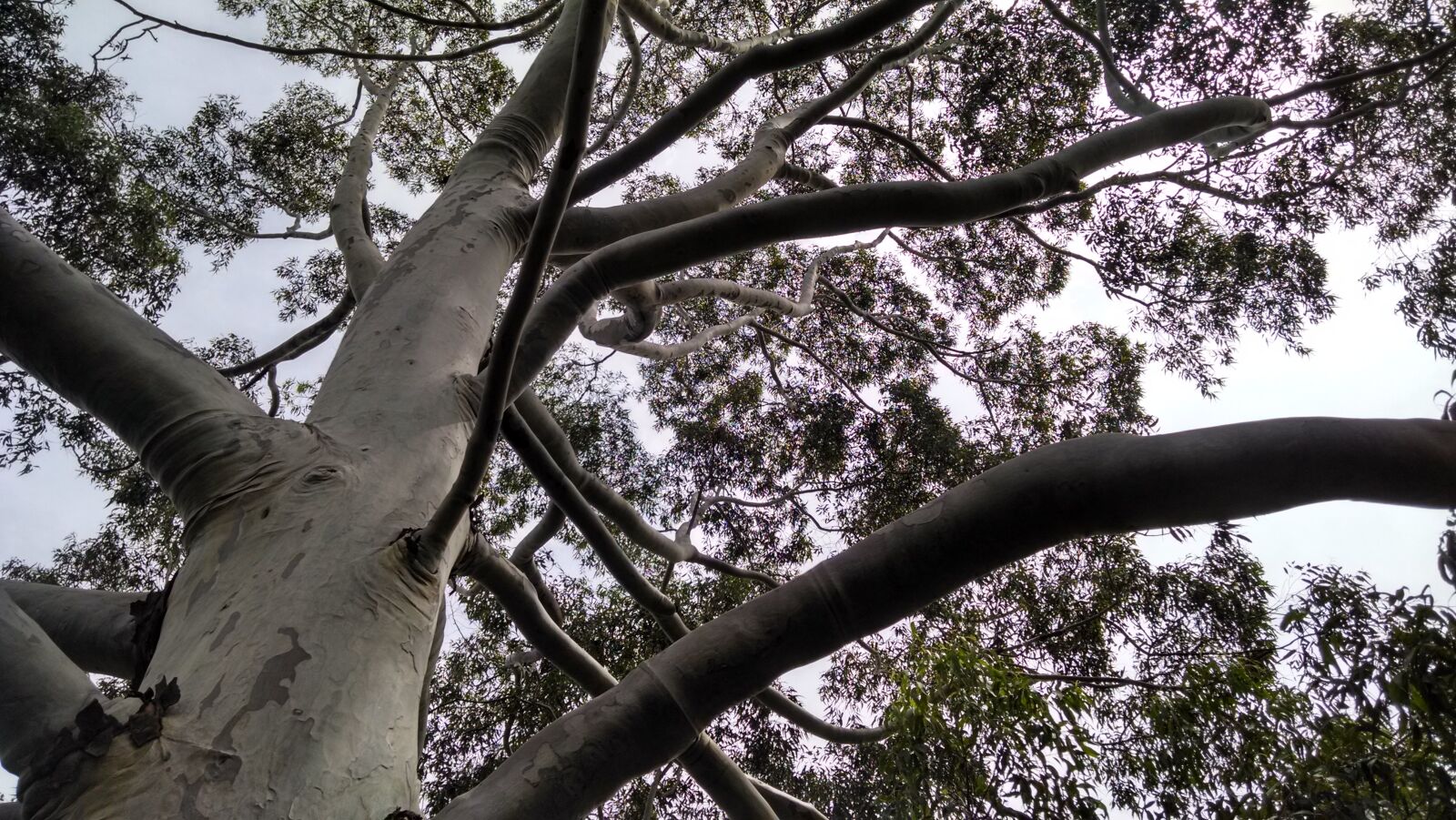 Motorola Moto X (1st Gen) sample photo. Twigs, trunk, sky photography