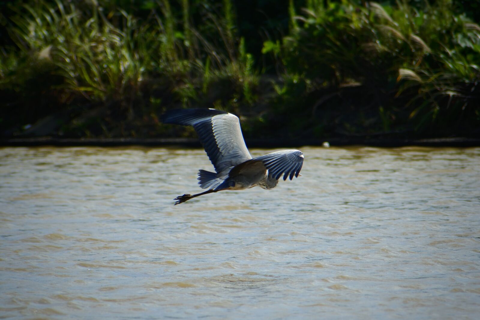 VR 70-300mm f/4.5-6.3G sample photo. Animal, river, waterside photography