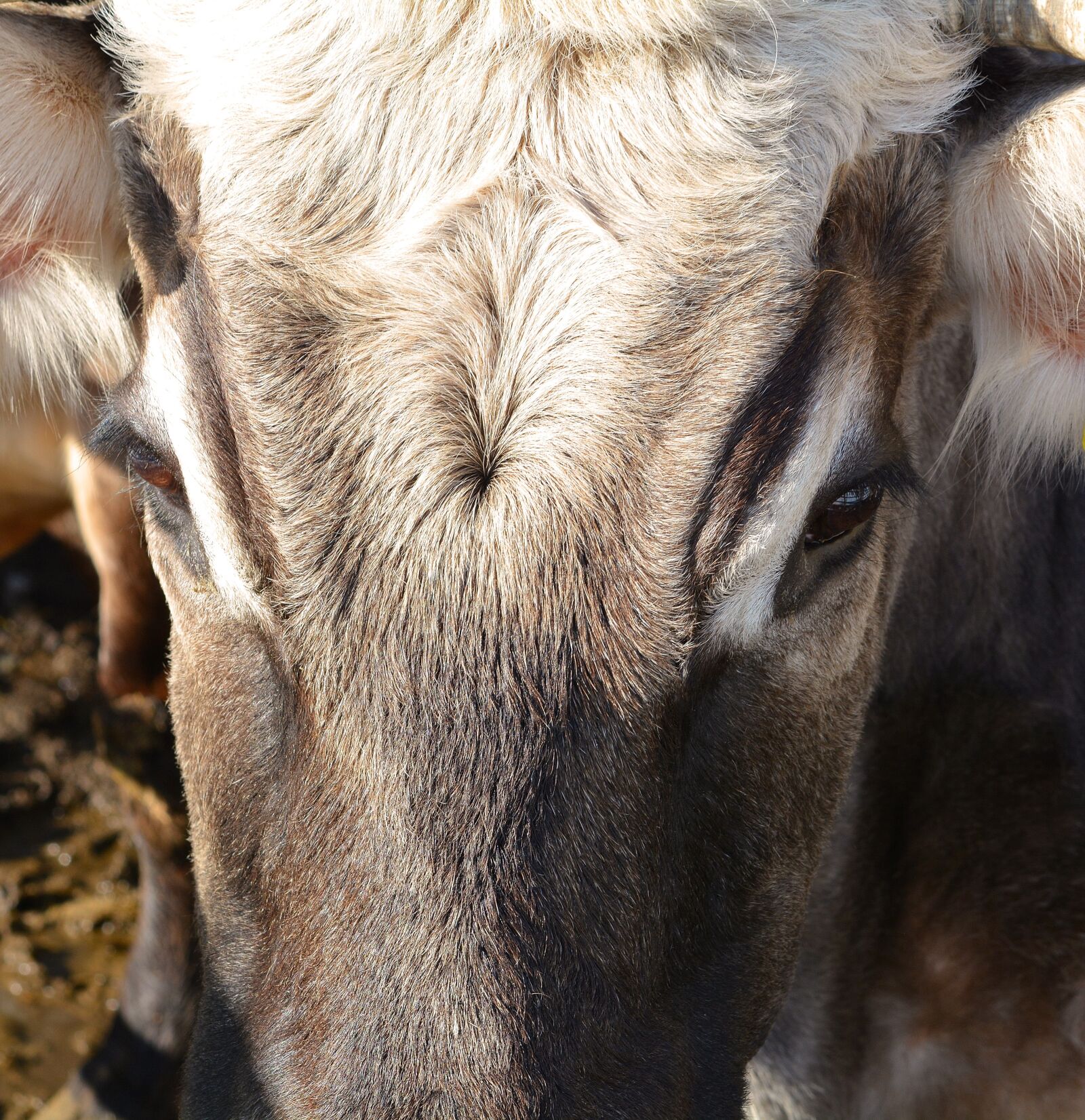 Nikon D7100 sample photo. Beef, cow, head photography