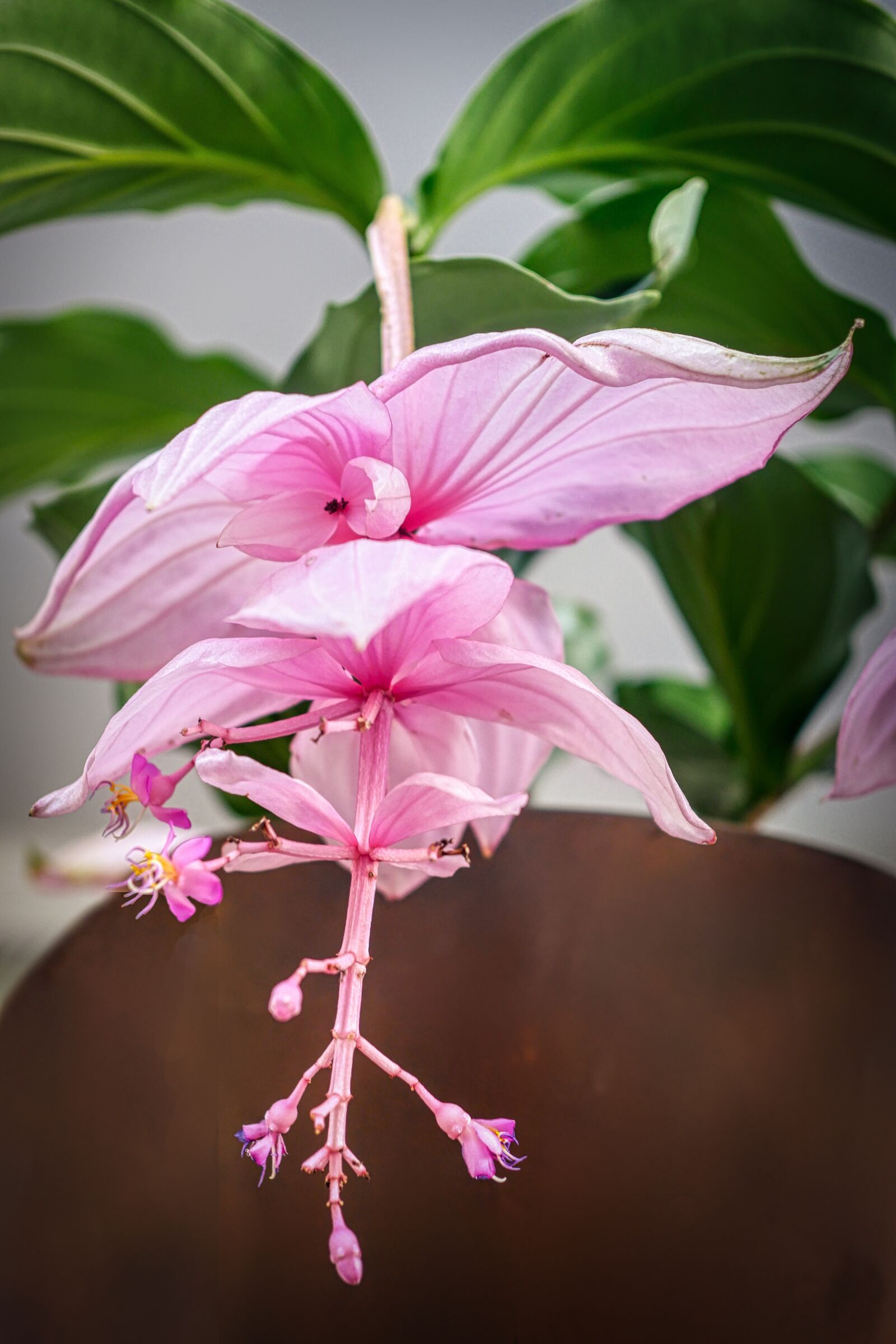 Panasonic Lumix DMC-GX8 sample photo. Orchid, flower, exotic photography