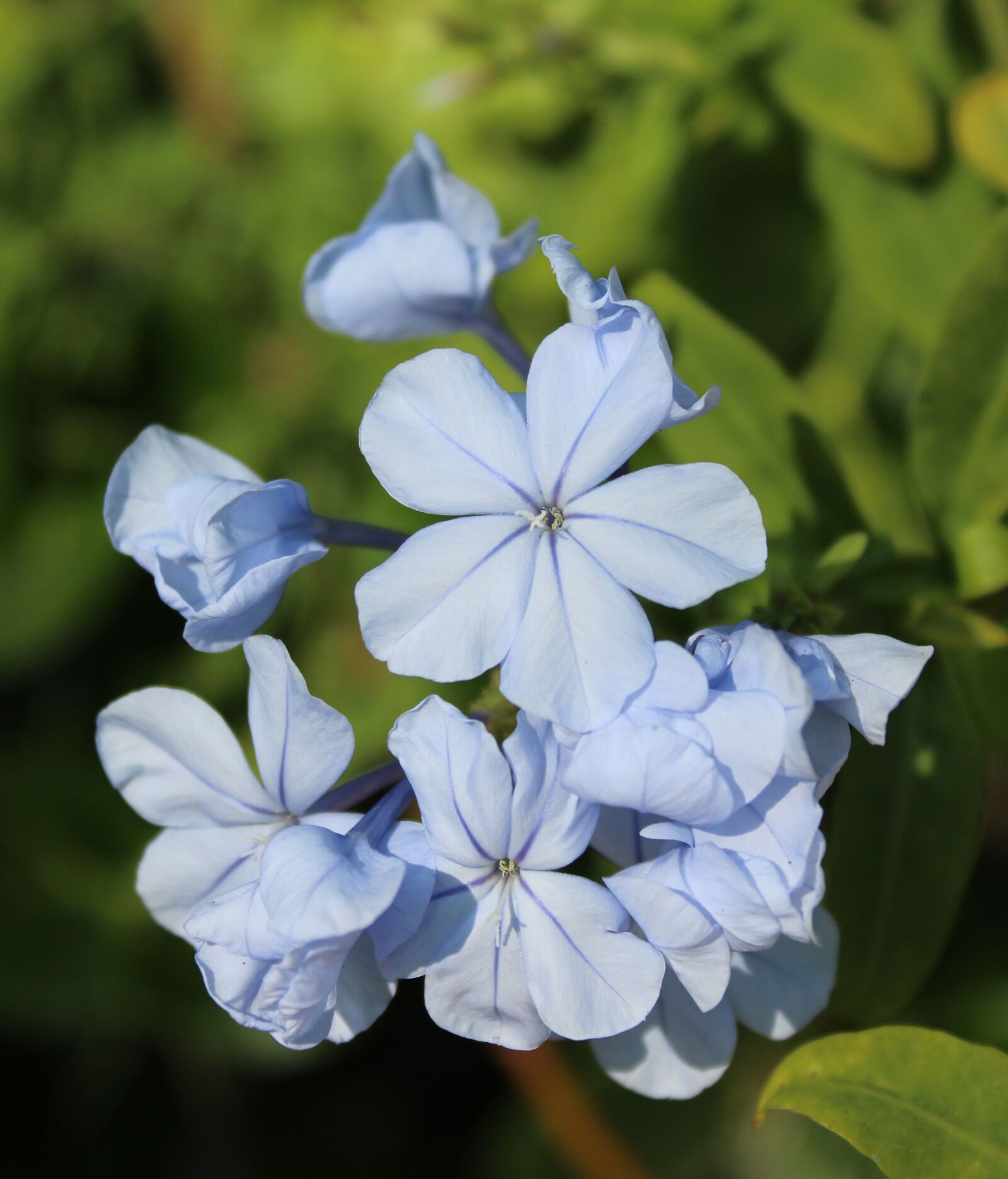 Canon EOS 1200D (EOS Rebel T5 / EOS Kiss X70 / EOS Hi) sample photo. Plumbago auriculata, blue plumbago photography