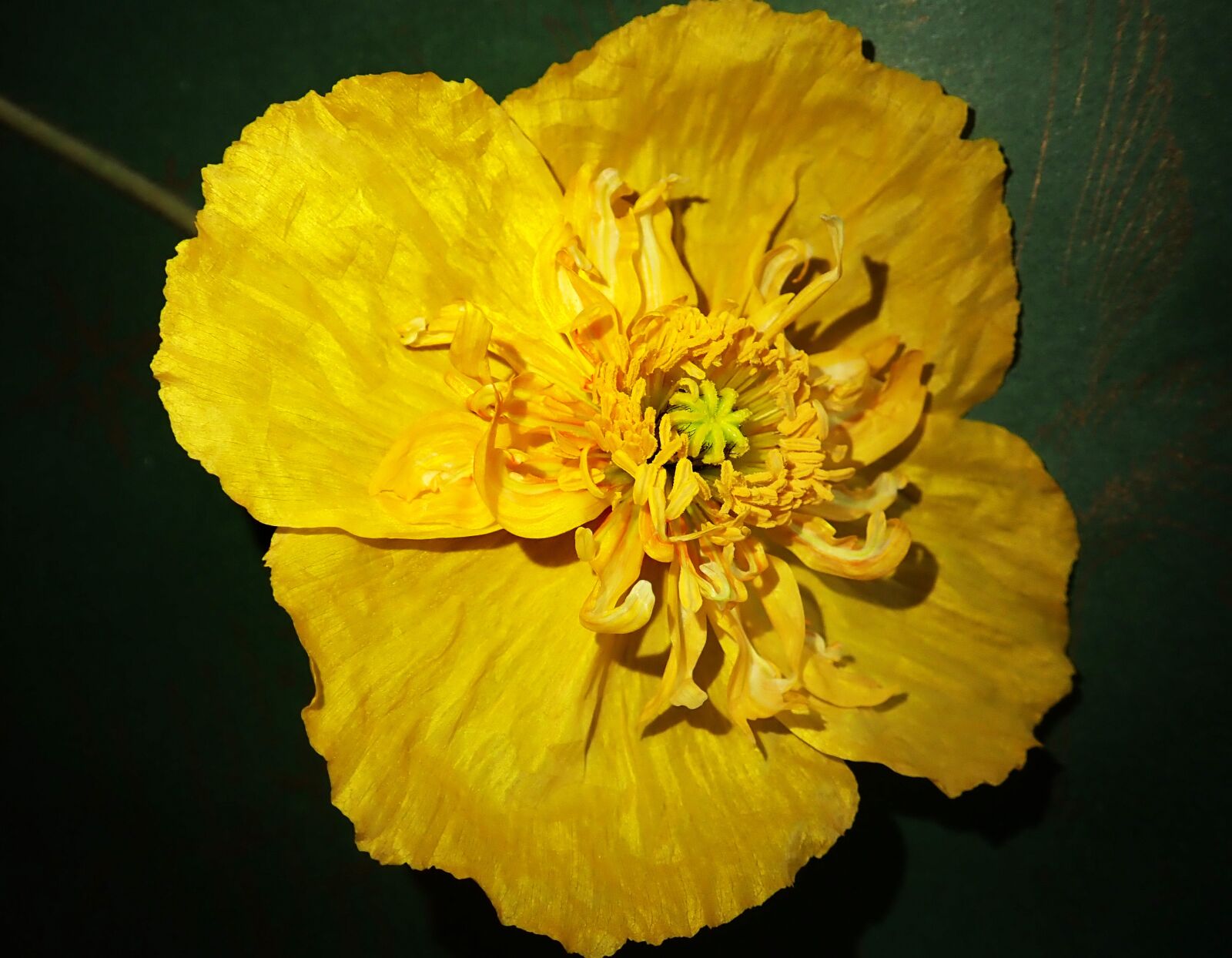 Olympus TG-5 sample photo. Poppy, flower, yellow photography