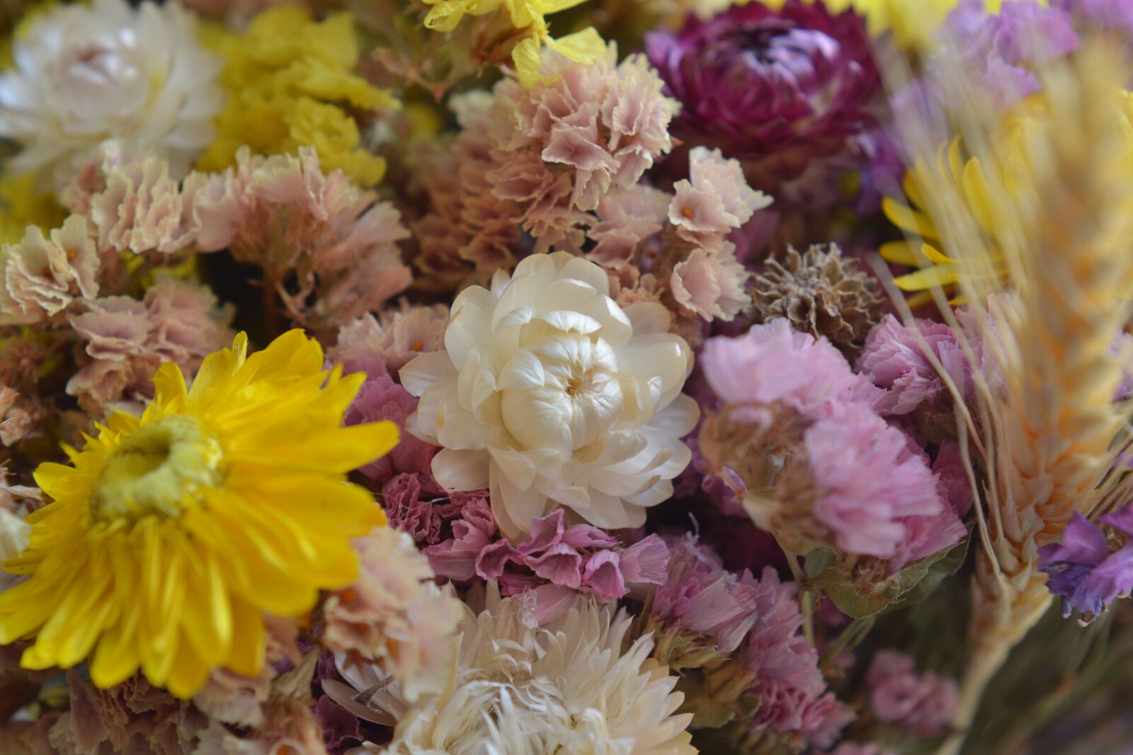 Nikon D7000 sample photo. Immortelle, dry, flower photography