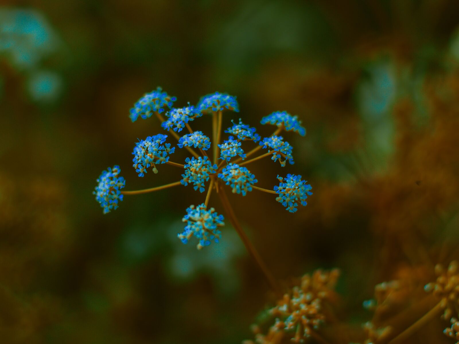 Canon EOS 70D + Canon EF 50mm F1.8 STM sample photo. Flowers, nature, flower photography