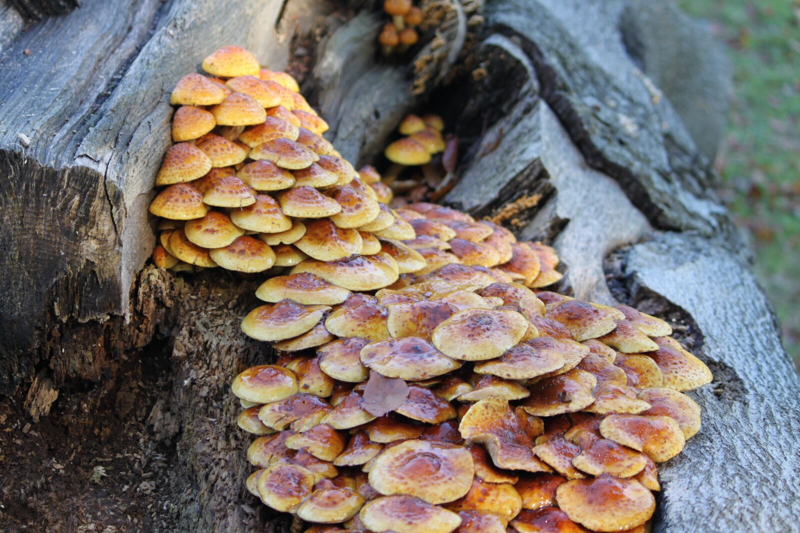 Canon EOS 500D (EOS Rebel T1i / EOS Kiss X3) sample photo. Mushrooms, nature, fungi photography
