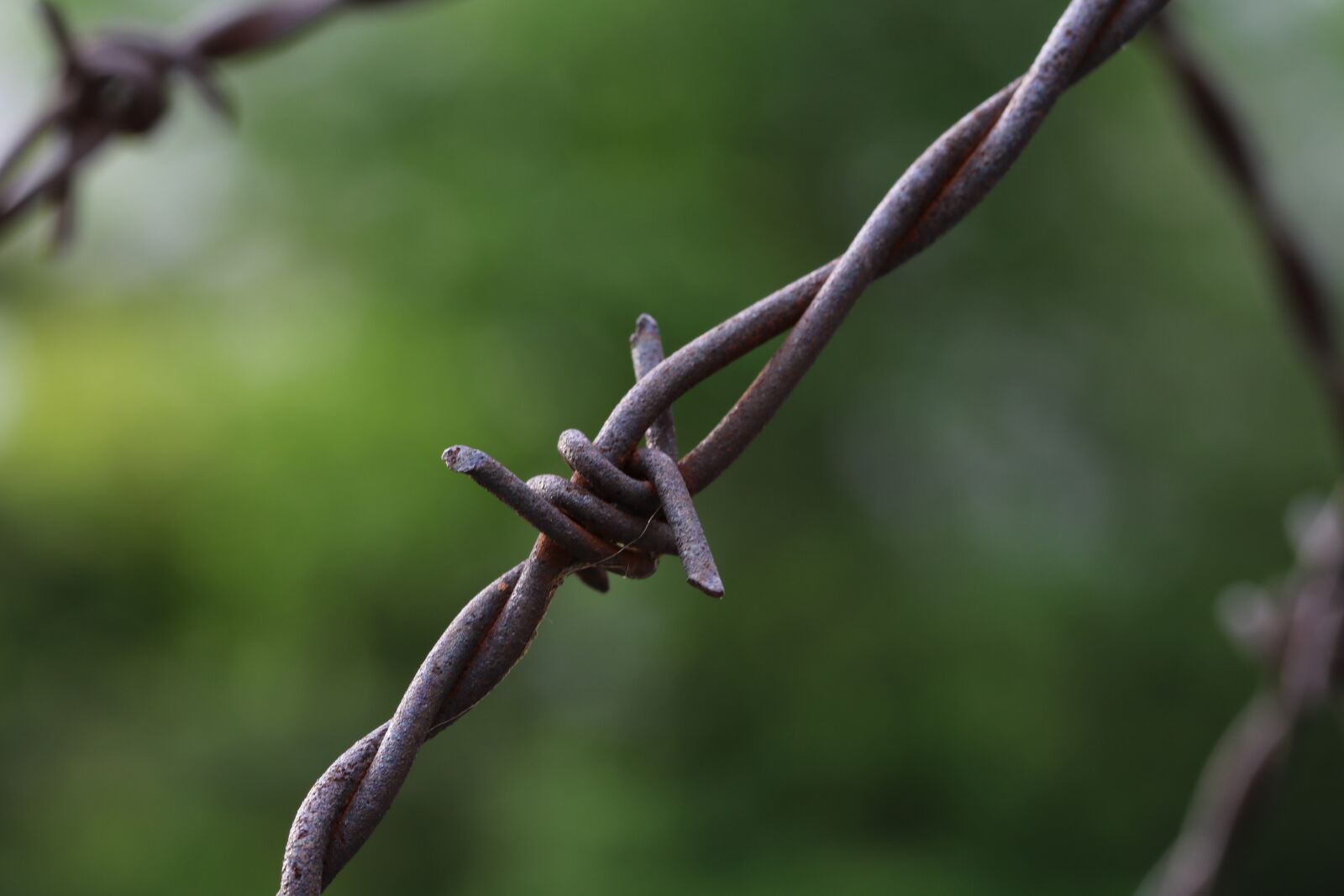 Canon EOS 750D (EOS Rebel T6i / EOS Kiss X8i) sample photo. Barbed wire, thorn, boundary photography