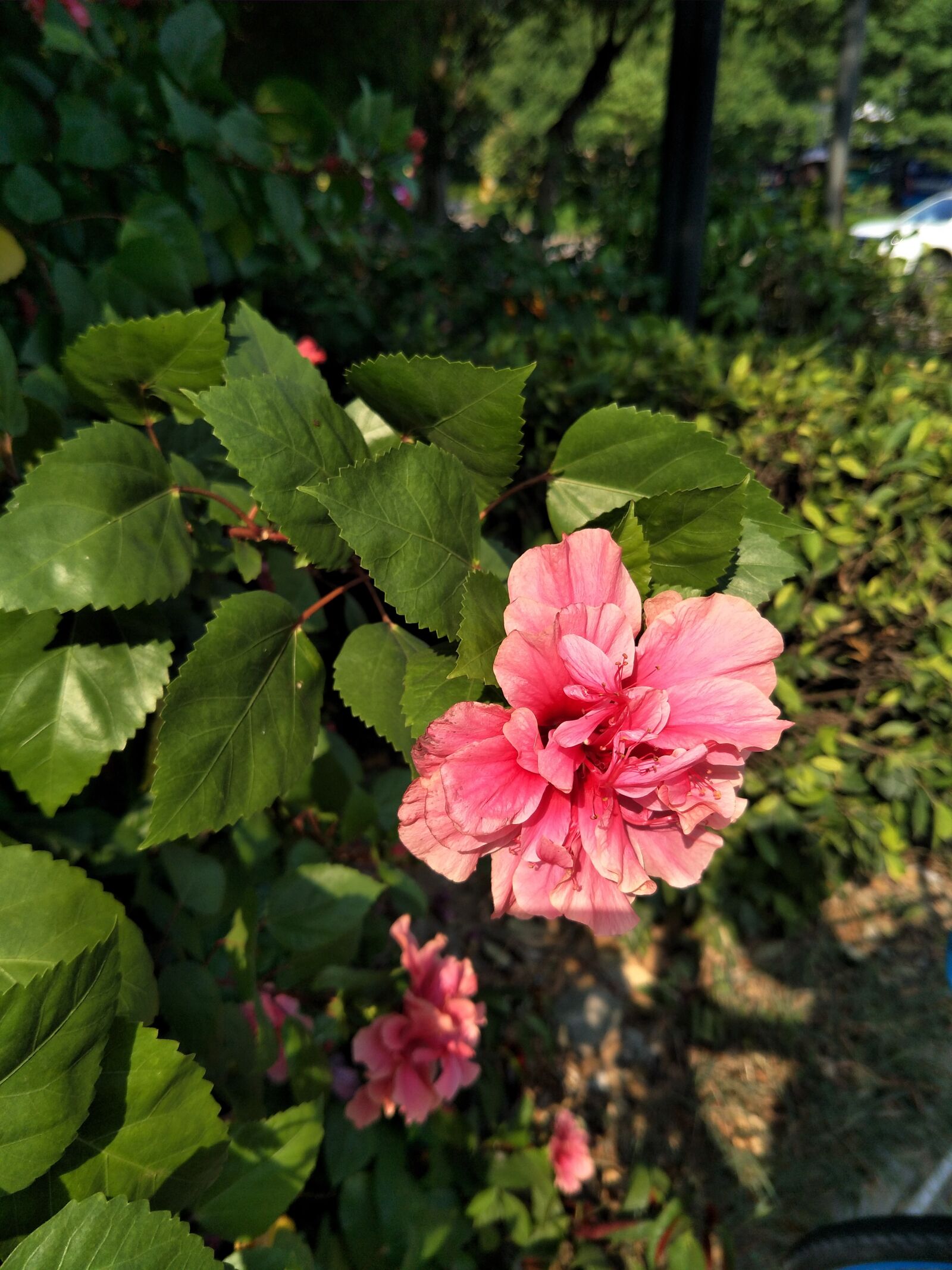 OPPO R9S sample photo. Red flowers, green leaf photography