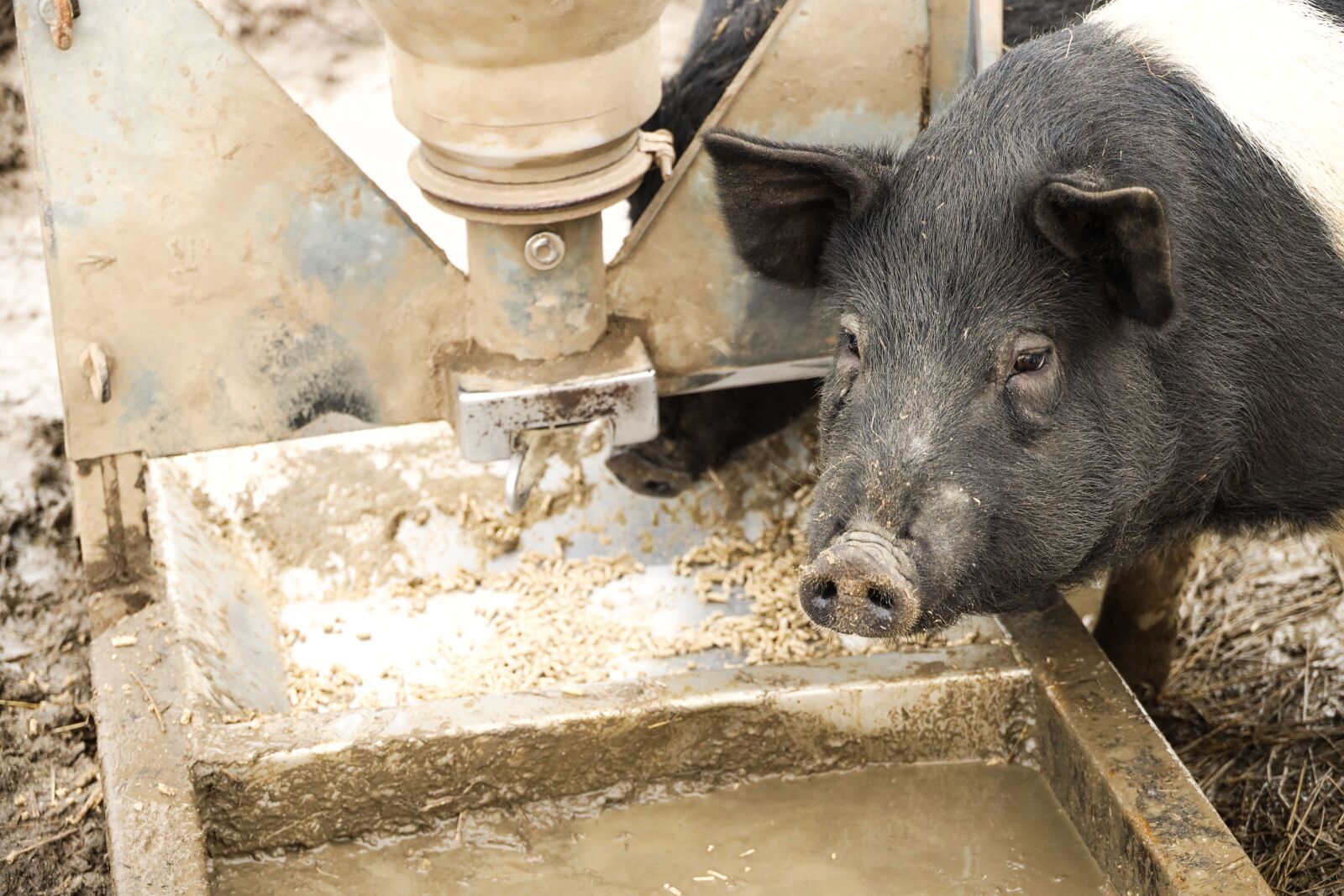 Canon RF 24-240mm F4-6.3 IS USM sample photo. Pig, animal, farm photography
