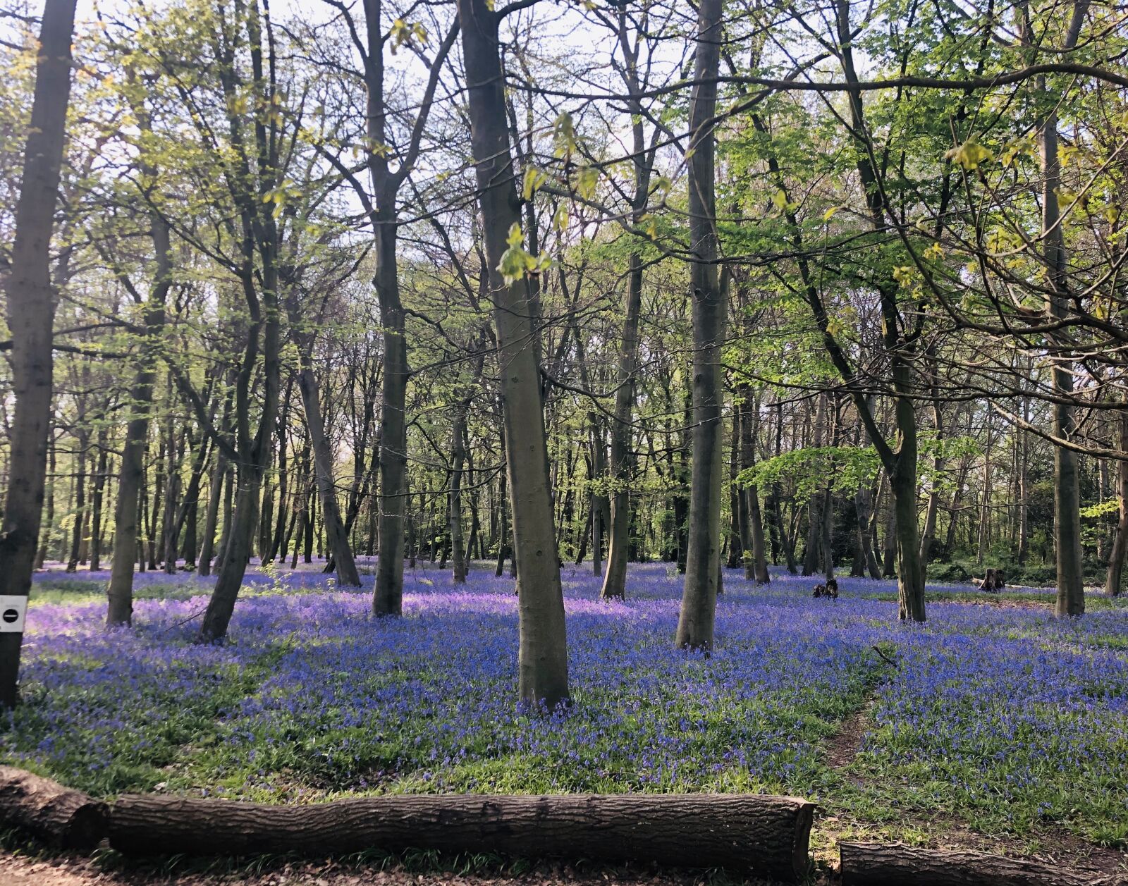 Apple iPhone 8 sample photo. Bluebells, colorful, outdoors photography