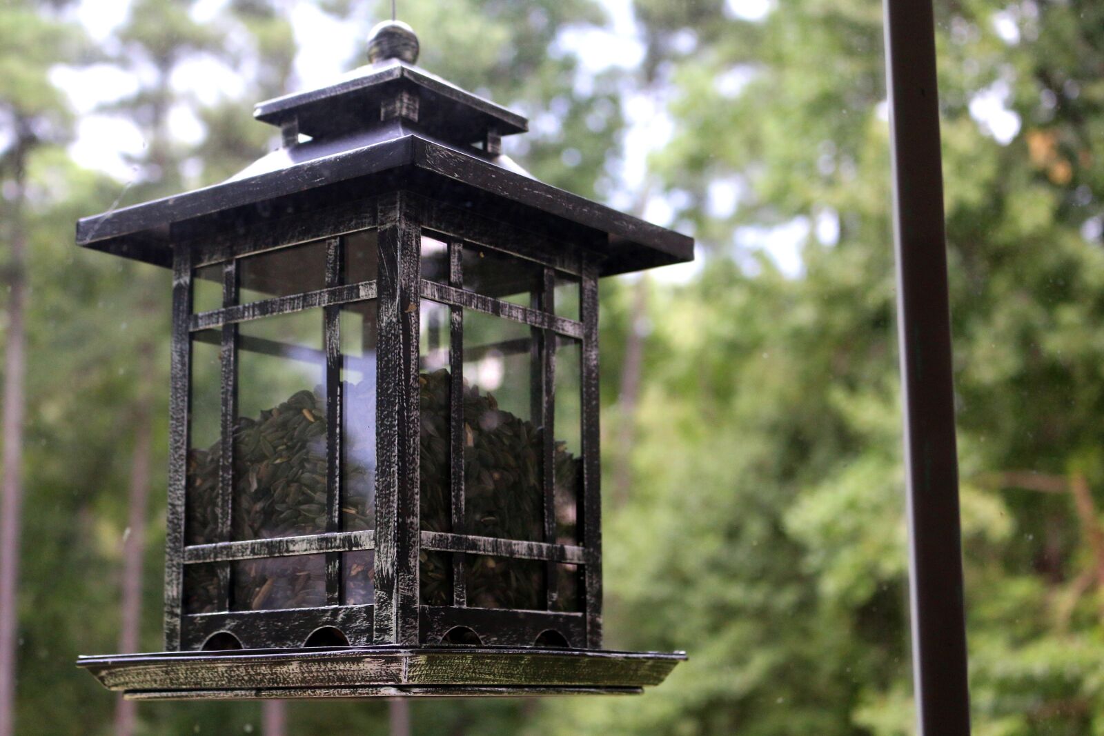 Canon EOS 70D sample photo. Bird, bird feeder, nature photography