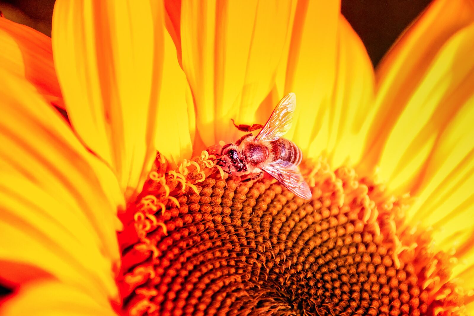 Canon EOS 60D sample photo. Nature, plant, sunflower photography