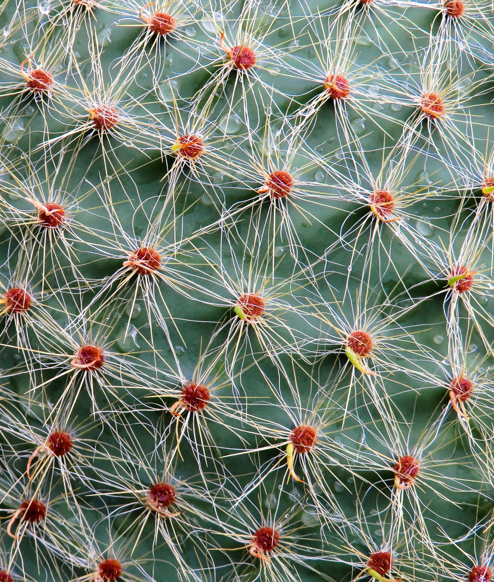 Canon PowerShot SX710 HS sample photo. Cactus, sting, plant photography