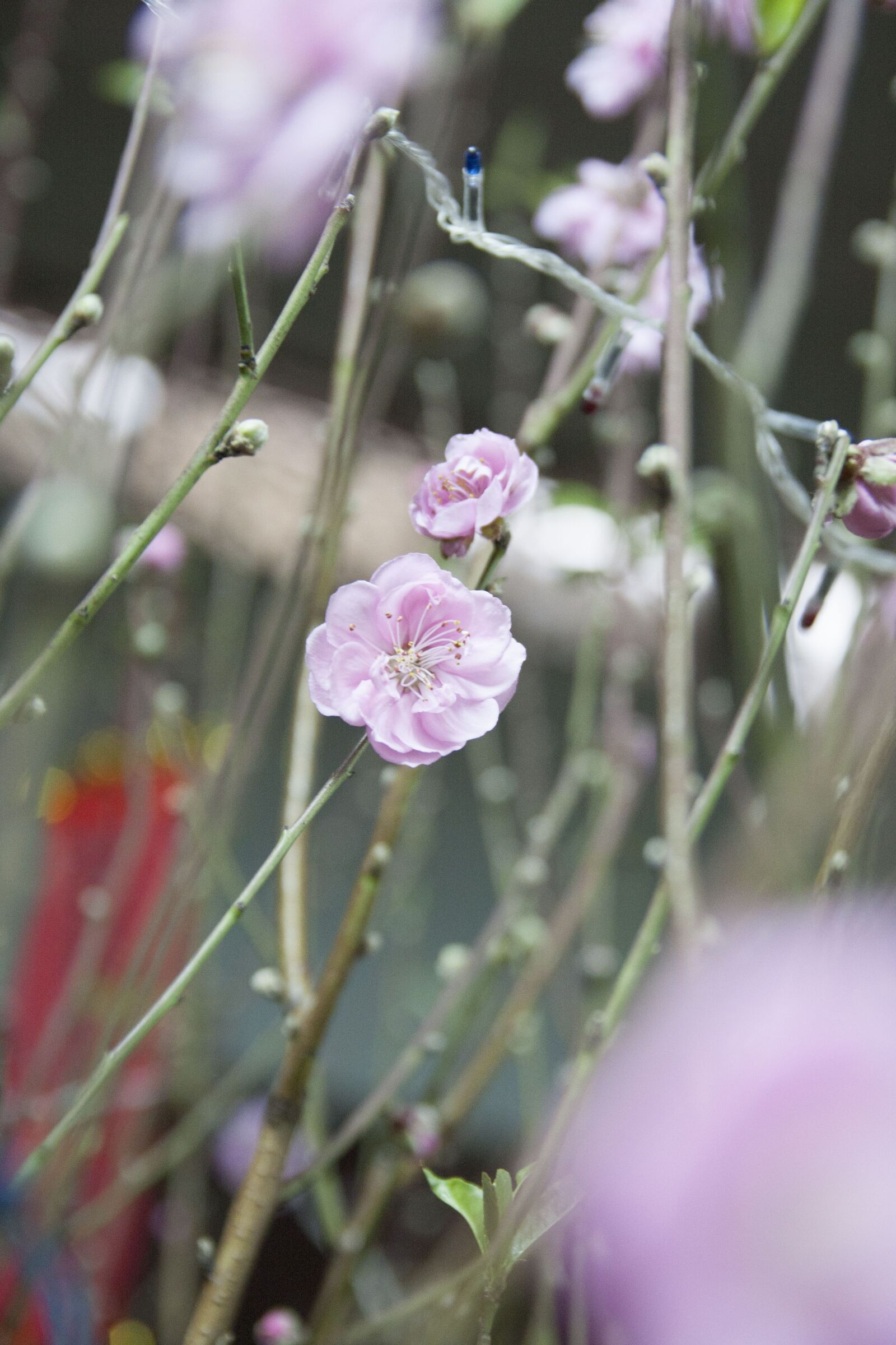 Canon EOS 40D sample photo. Flower, trees photography