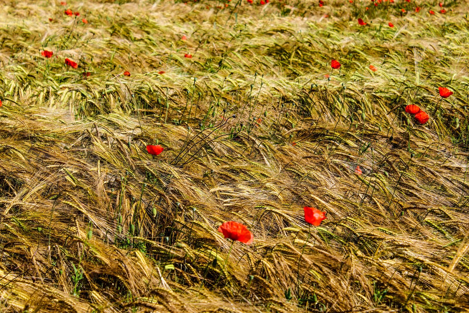 Canon EOS 600D (Rebel EOS T3i / EOS Kiss X5) sample photo. Nature, wheat, field photography