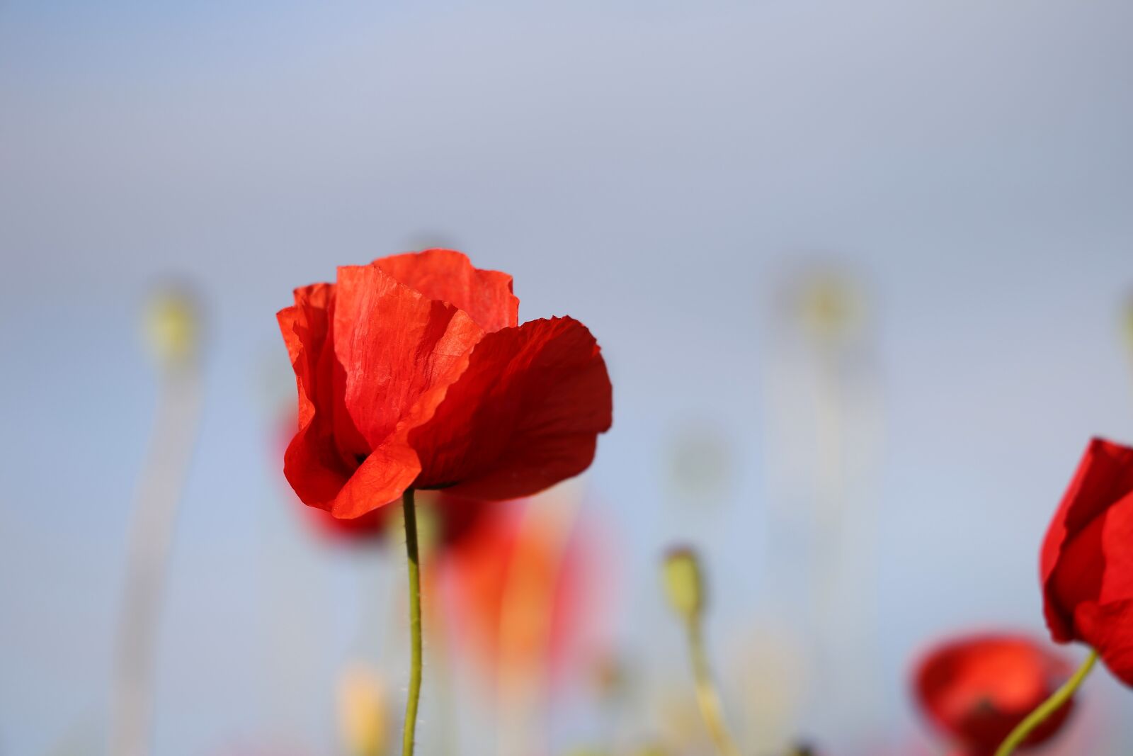Canon EOS 6D + Canon EF 70-300 F4-5.6 IS II USM sample photo. Red poppies, flowers, blooming photography