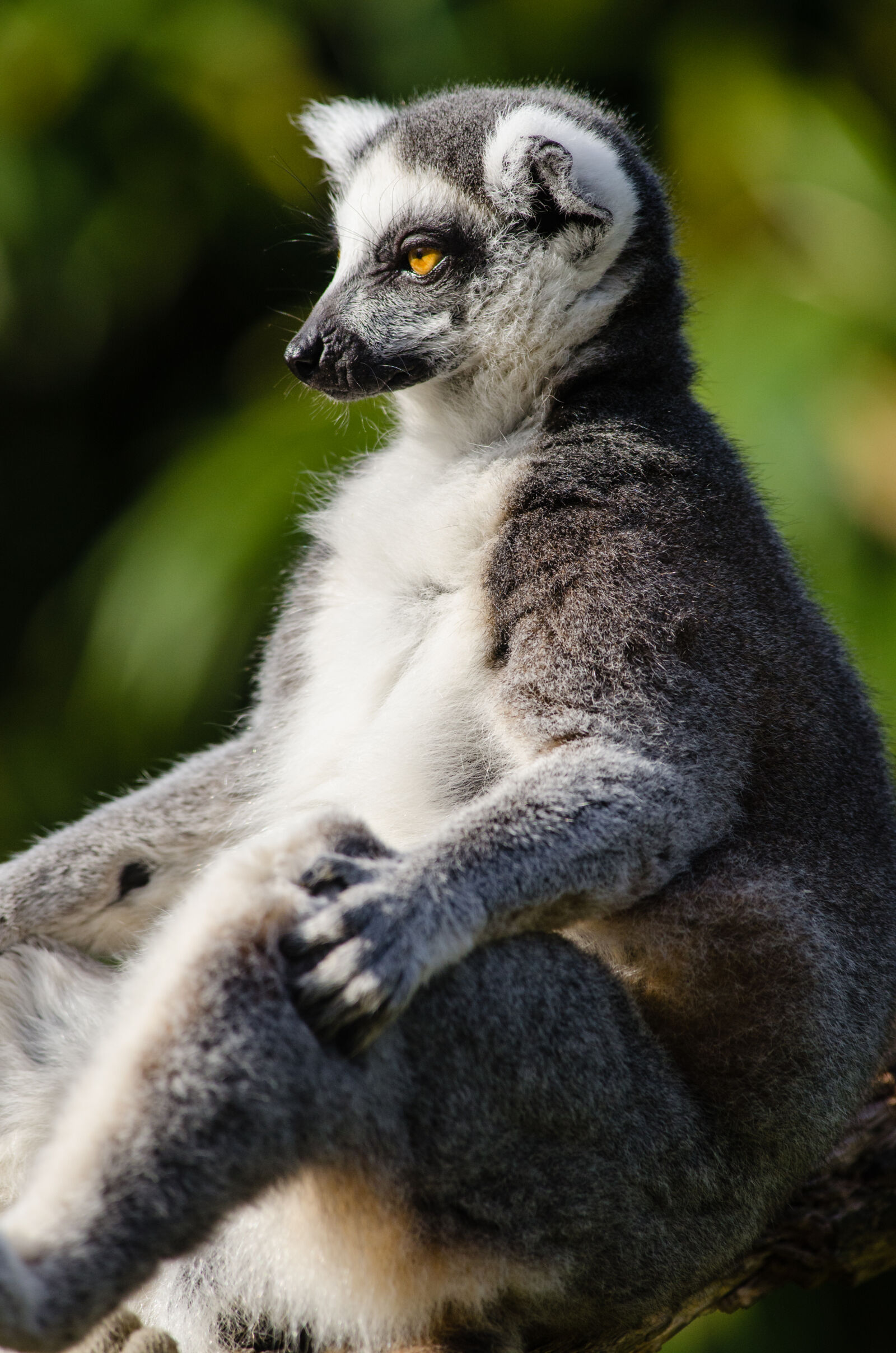Nikon D7000 + Sigma APO Tele Macro 300mm F4 sample photo
