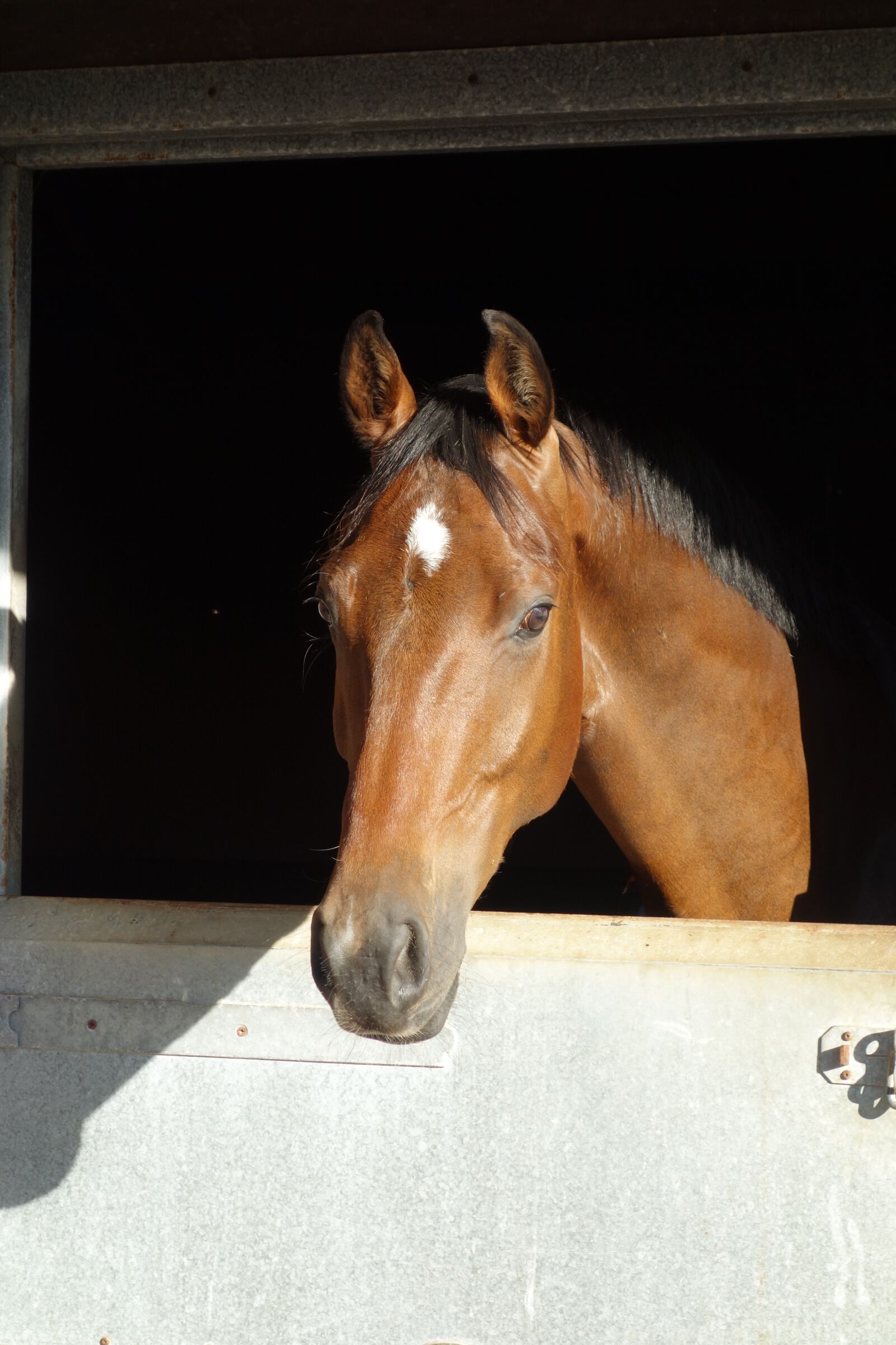 Sony Cyber-shot DSC-RX100 sample photo. Horse, warmblood horse, horse photography