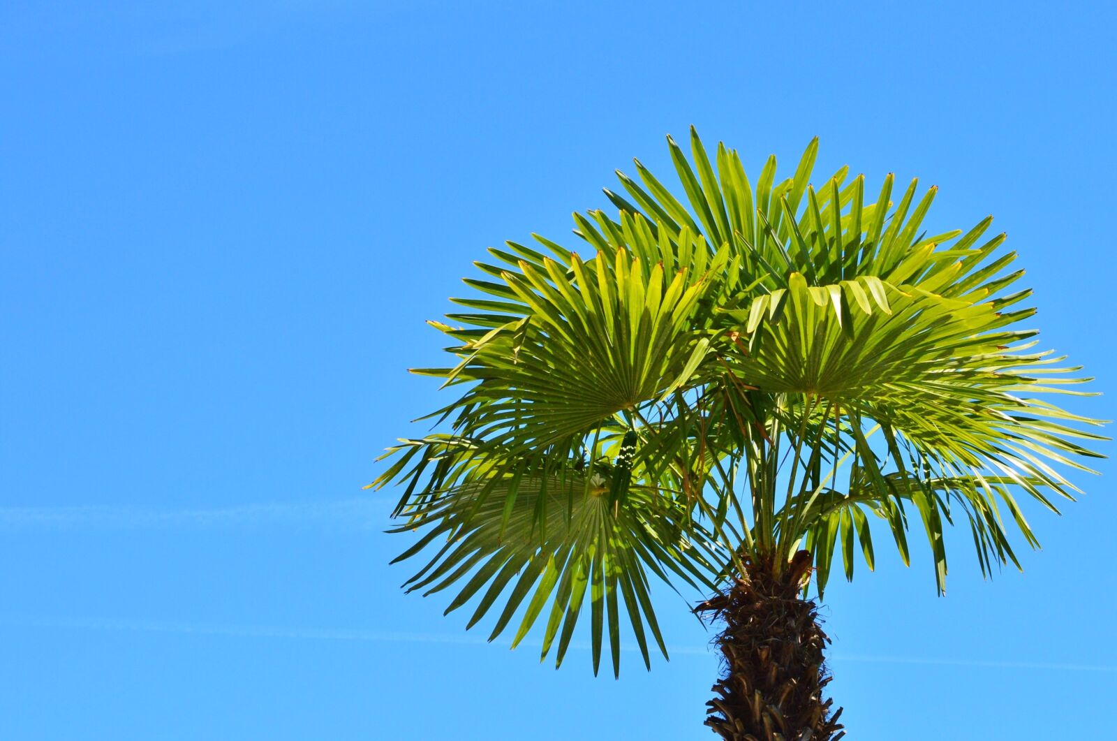 Nikon D3200 sample photo. Palm, plant, fan palm photography
