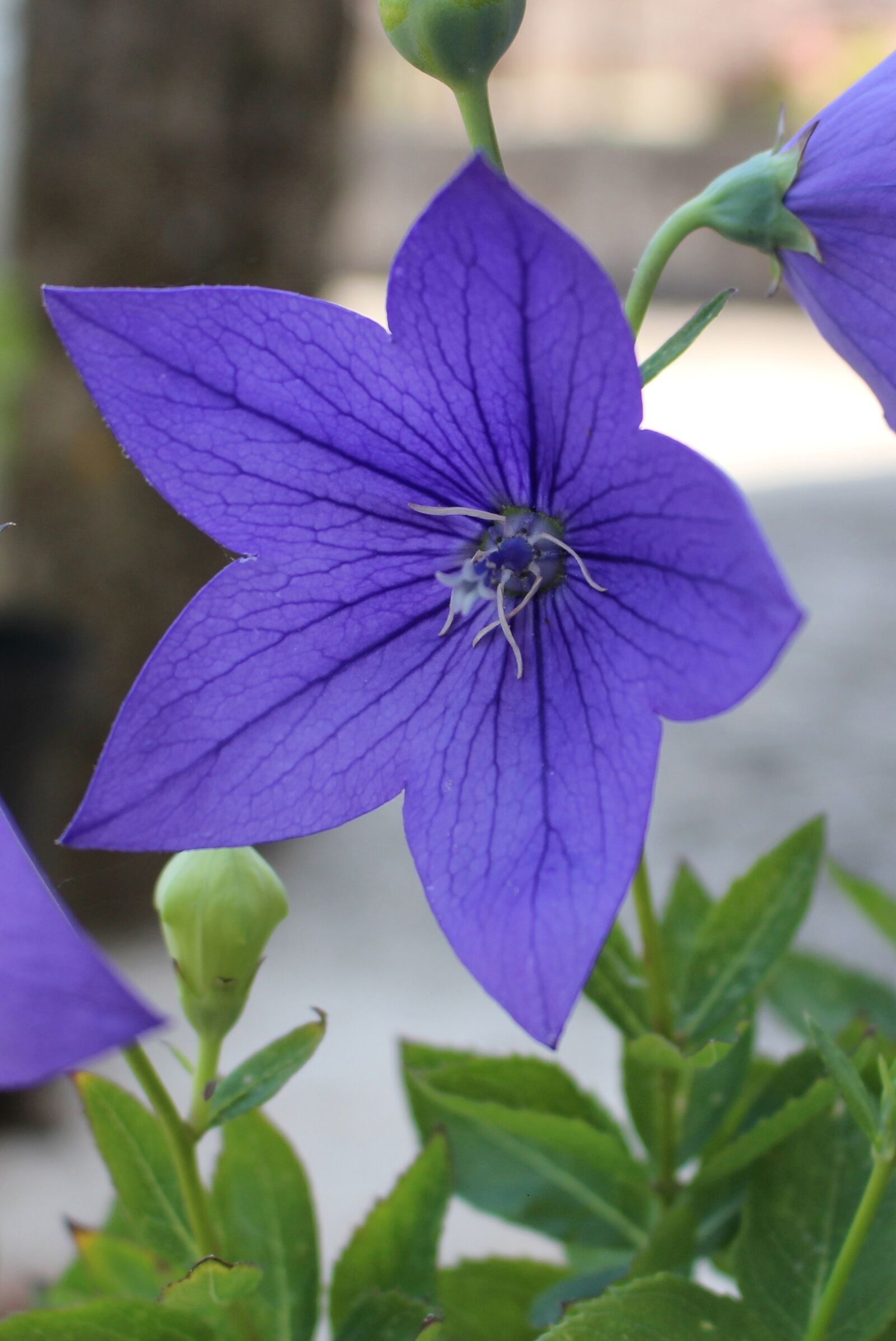 Canon EOS 700D (EOS Rebel T5i / EOS Kiss X7i) sample photo. Japanese bellflower, bellflower, flower photography