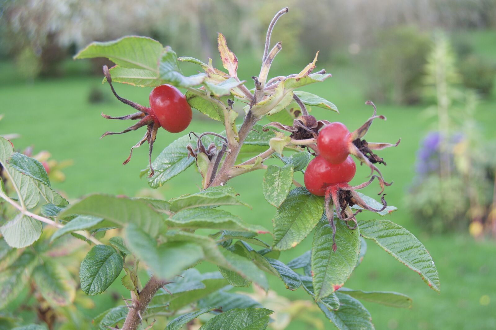 Nikon D3100 sample photo. Rose hip, garden, morning photography