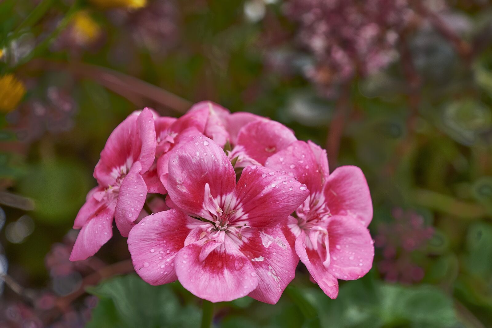 Nikon D7200 sample photo. Flower, nature, plant photography