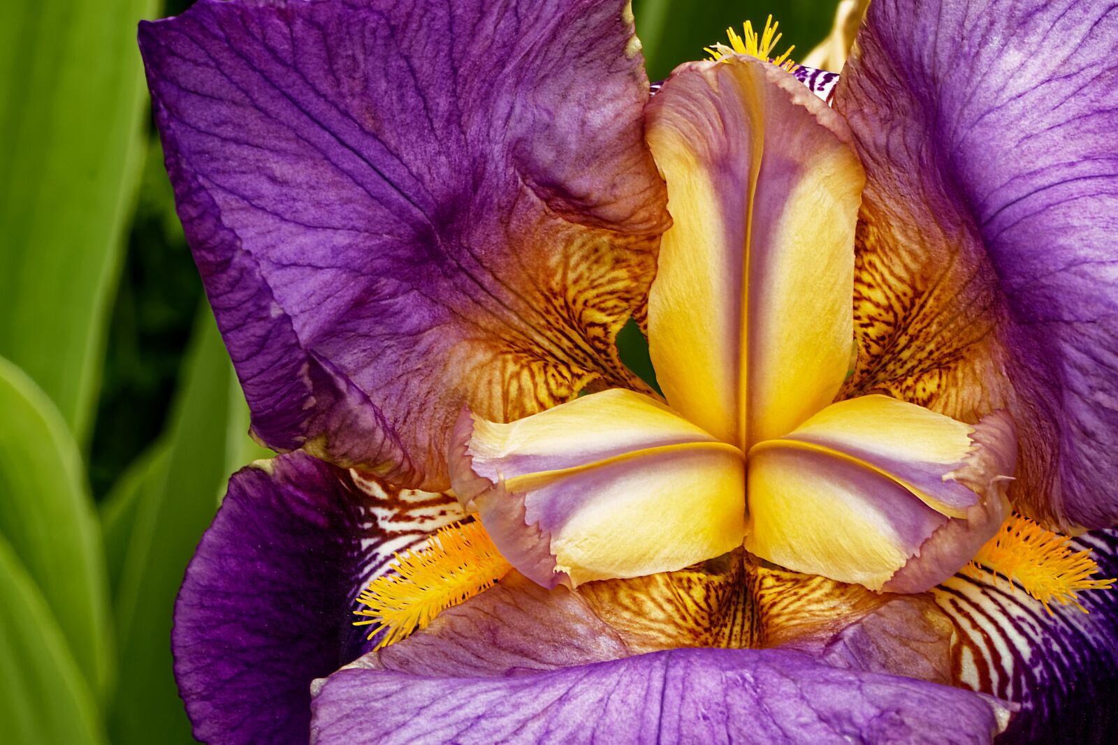 Canon EOS 7D sample photo. Iris, blossom, bloom photography