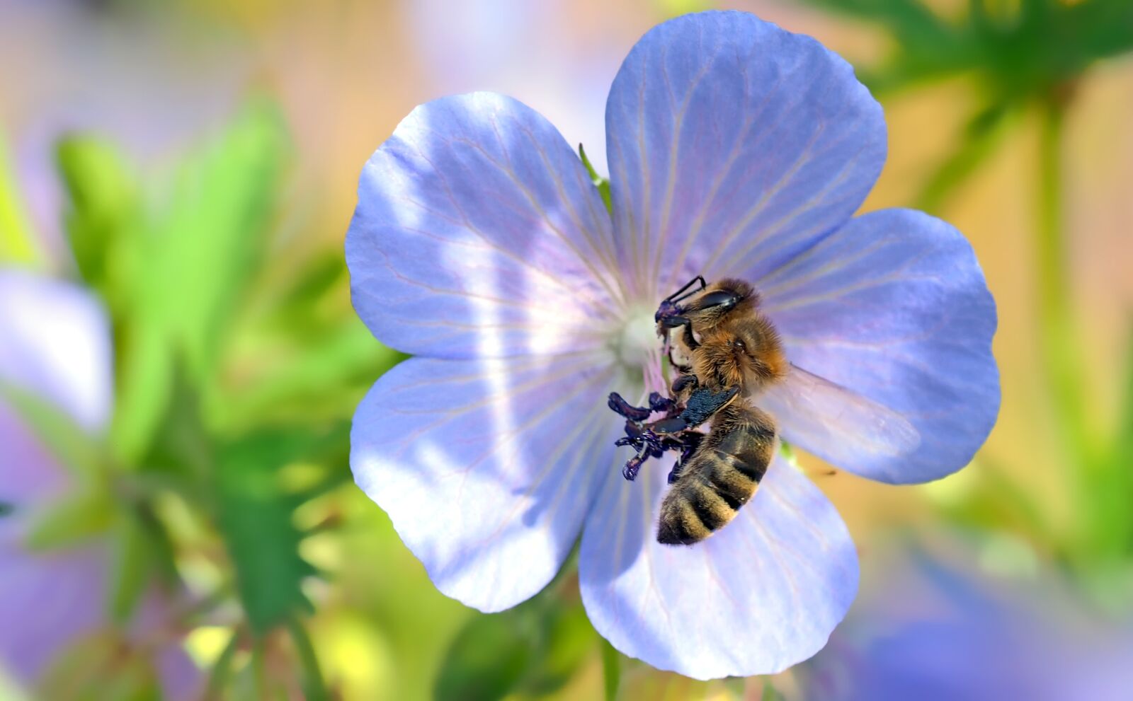 Olympus M.Zuiko Digital ED 60mm F2.8 Macro sample photo. Cranesbill, bee, geranium pratense photography