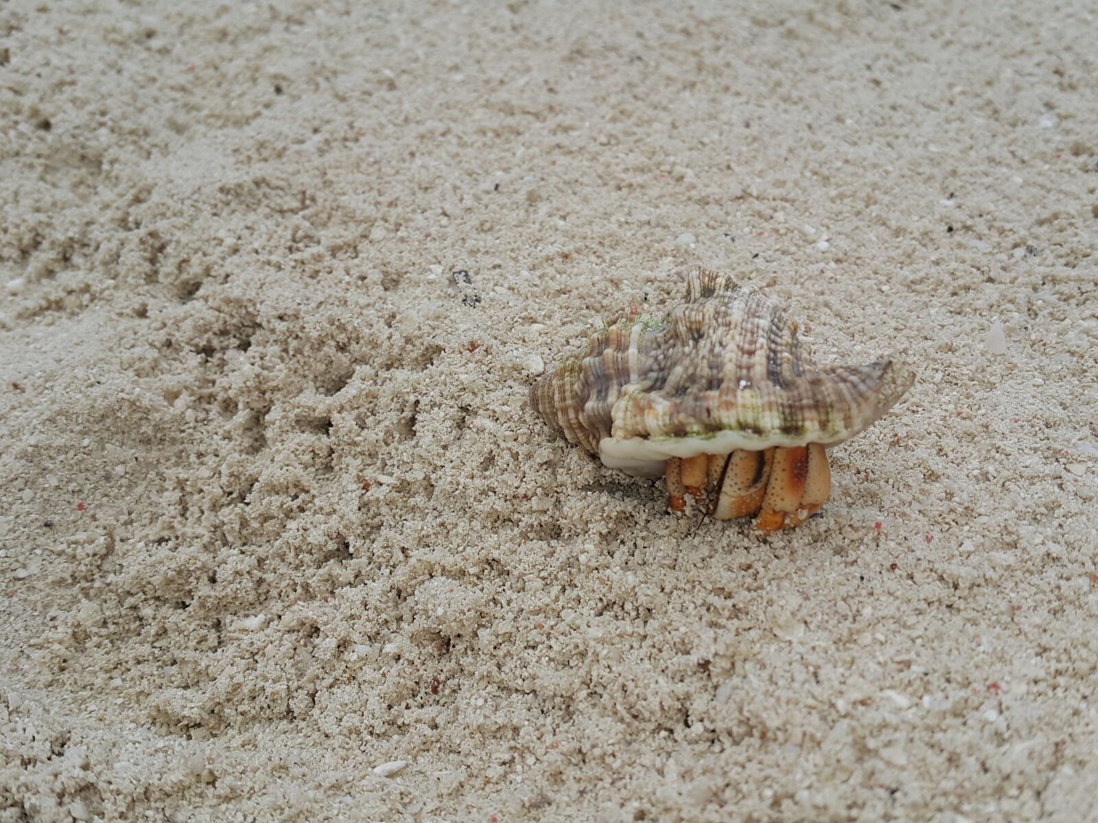 Samsung Galaxy Note4 sample photo. Crab, sand, beach photography