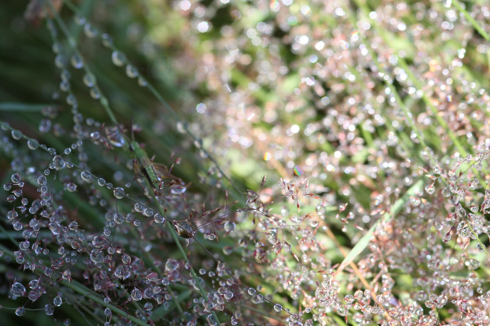 Canon EOS 1000D (EOS Digital Rebel XS / EOS Kiss F) sample photo. Dew, rain, raindrop photography