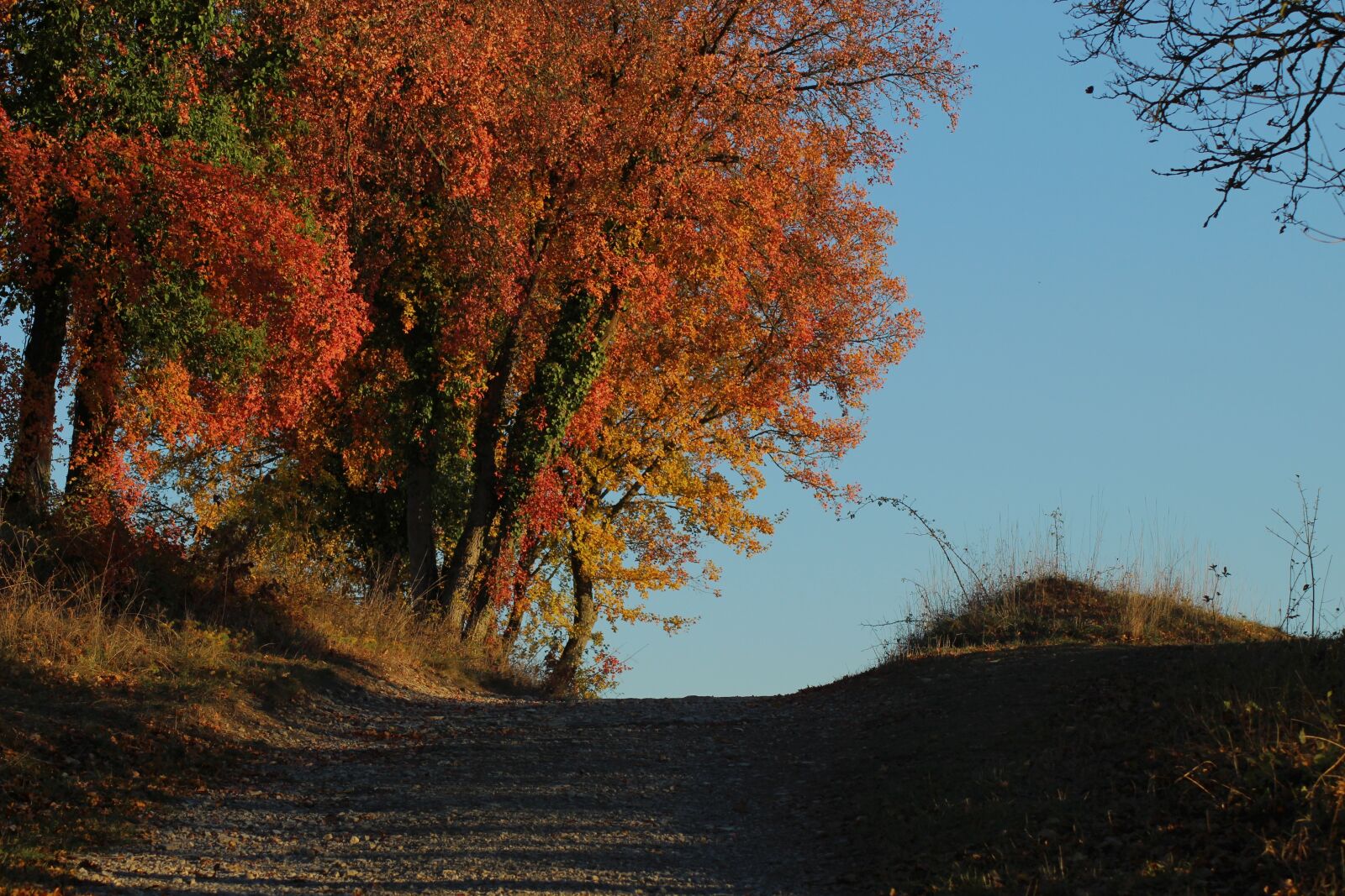 Canon EOS 600D (Rebel EOS T3i / EOS Kiss X5) sample photo. Walk, path, fall photography