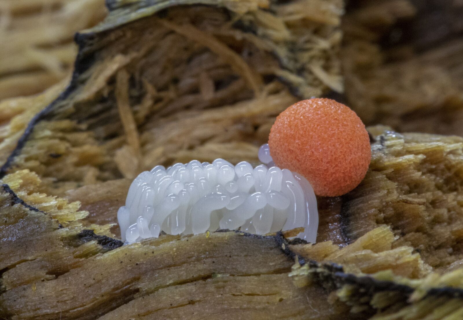 Canon EOS 800D (EOS Rebel T7i / EOS Kiss X9i) sample photo. Slime mold, tiny, micro photography