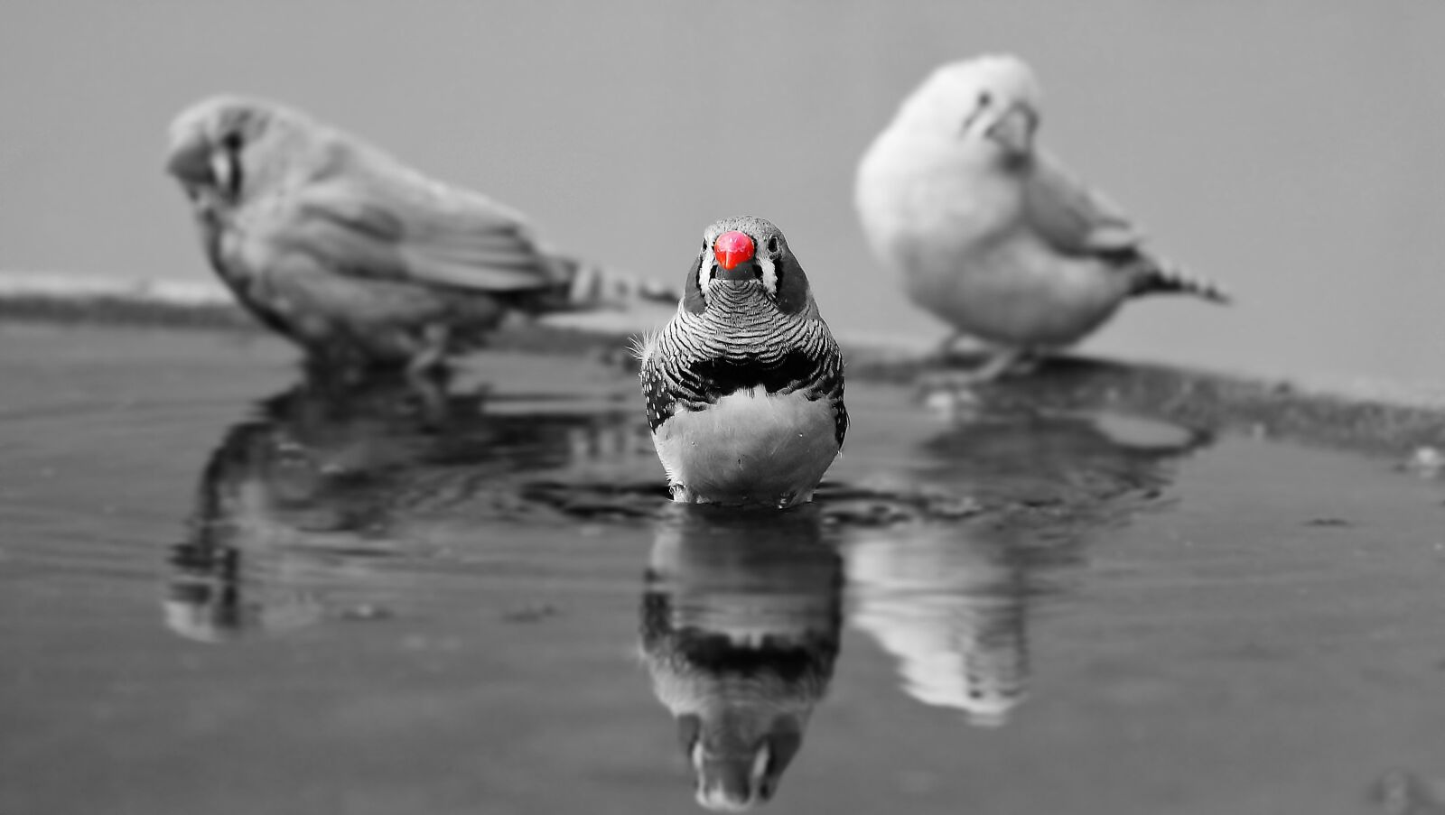 Canon EOS 550D (EOS Rebel T2i / EOS Kiss X4) sample photo. Zebra finch, birds, red photography